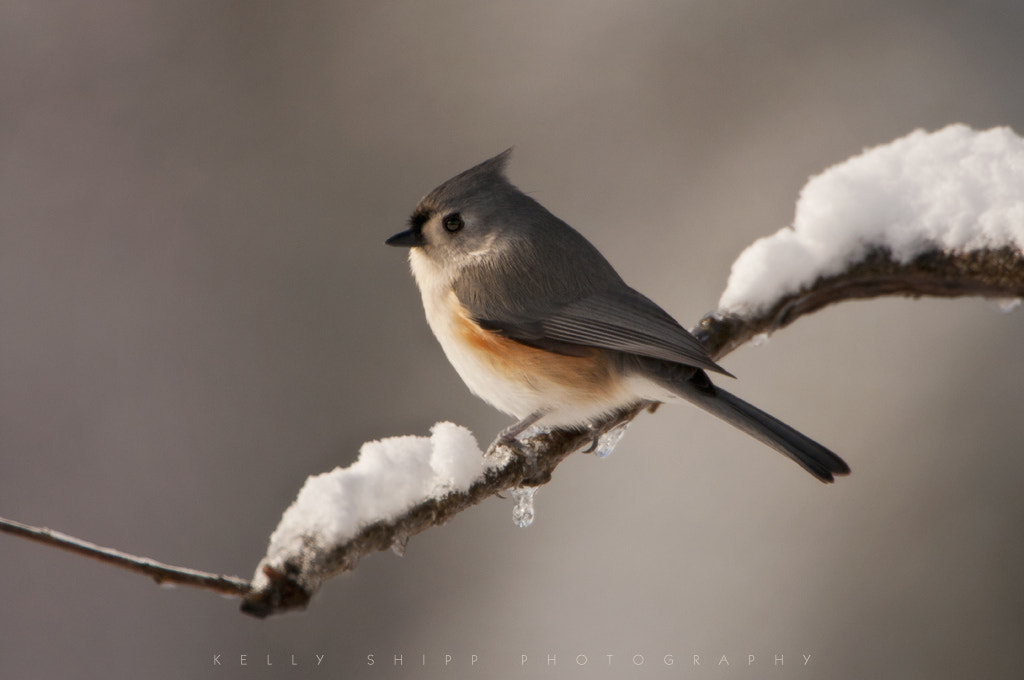 Nikon D300S + Nikon AF-S Nikkor 600mm F4G ED VR sample photo. Morning snow and sun photography