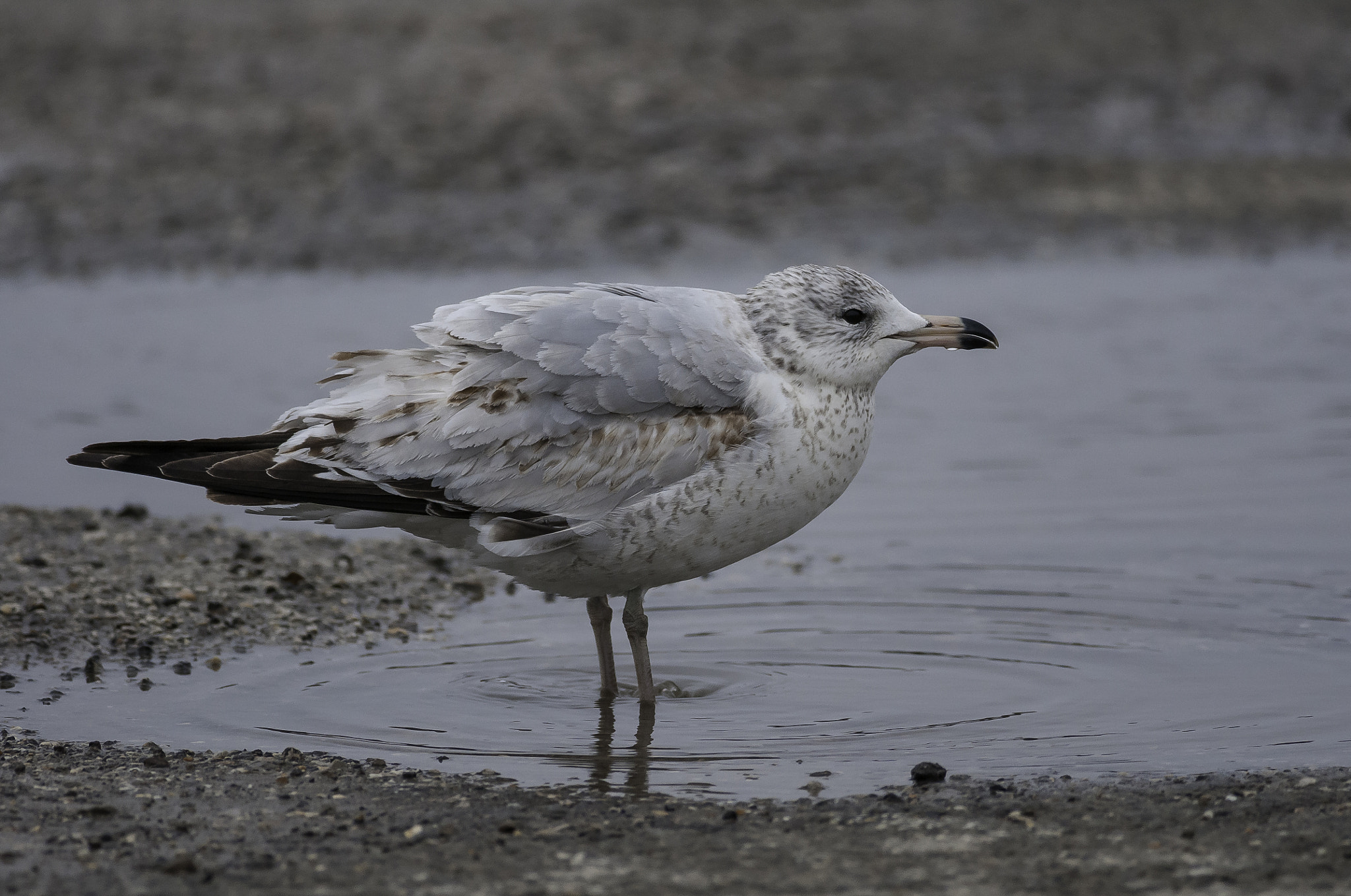 Nikon D300S + Nikon AF-S Nikkor 300mm F4D ED-IF sample photo. Xgull photography