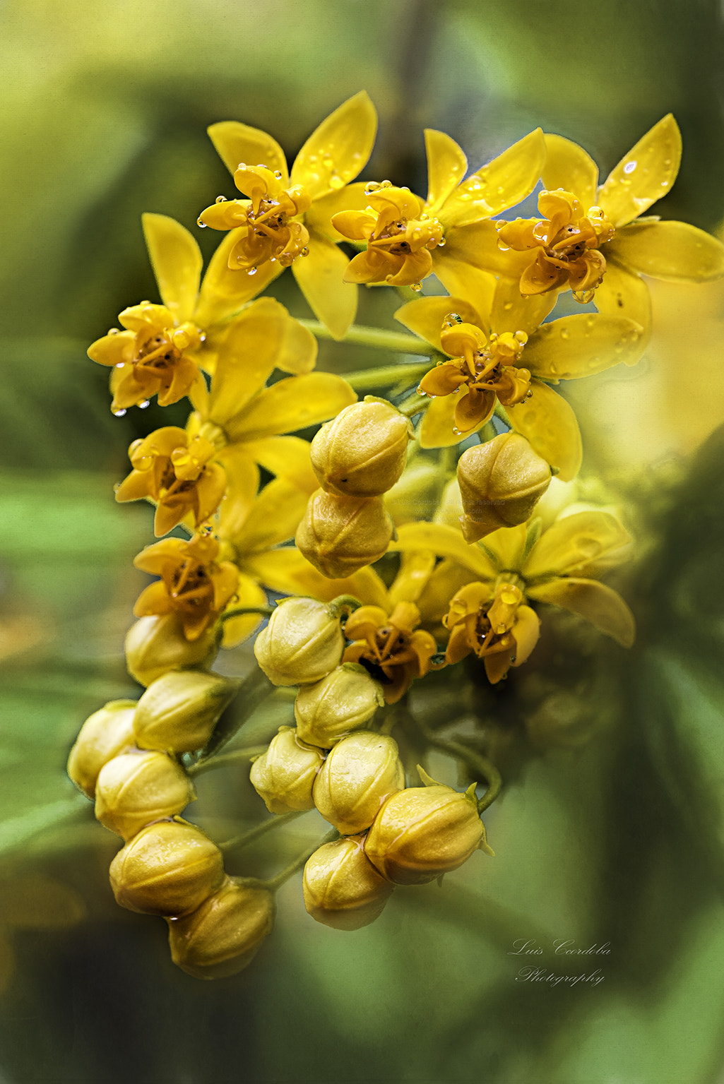 Nikon D600 sample photo. Bouquet of flowers in the garden photography