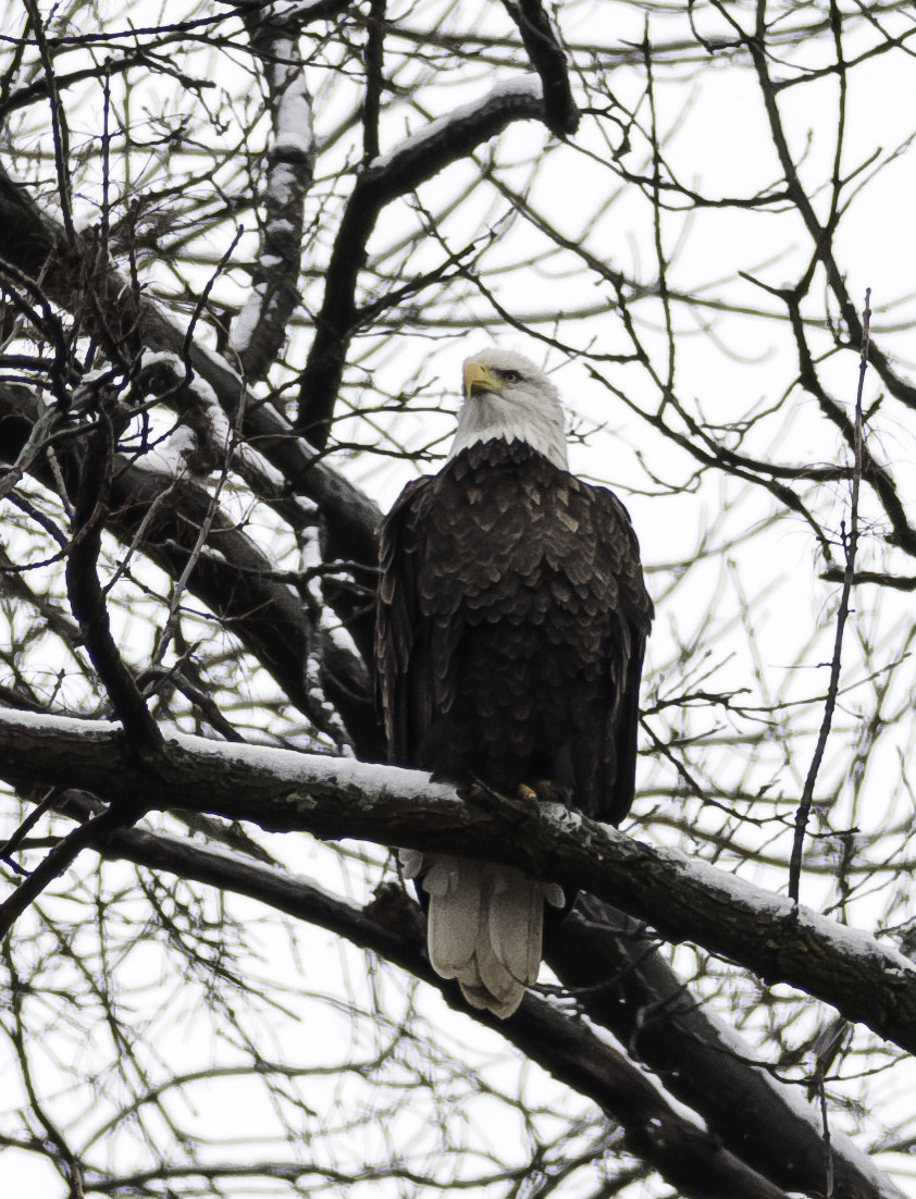 Nikon D300S + Nikon AF-S Nikkor 300mm F4D ED-IF sample photo. Bald eagle photography