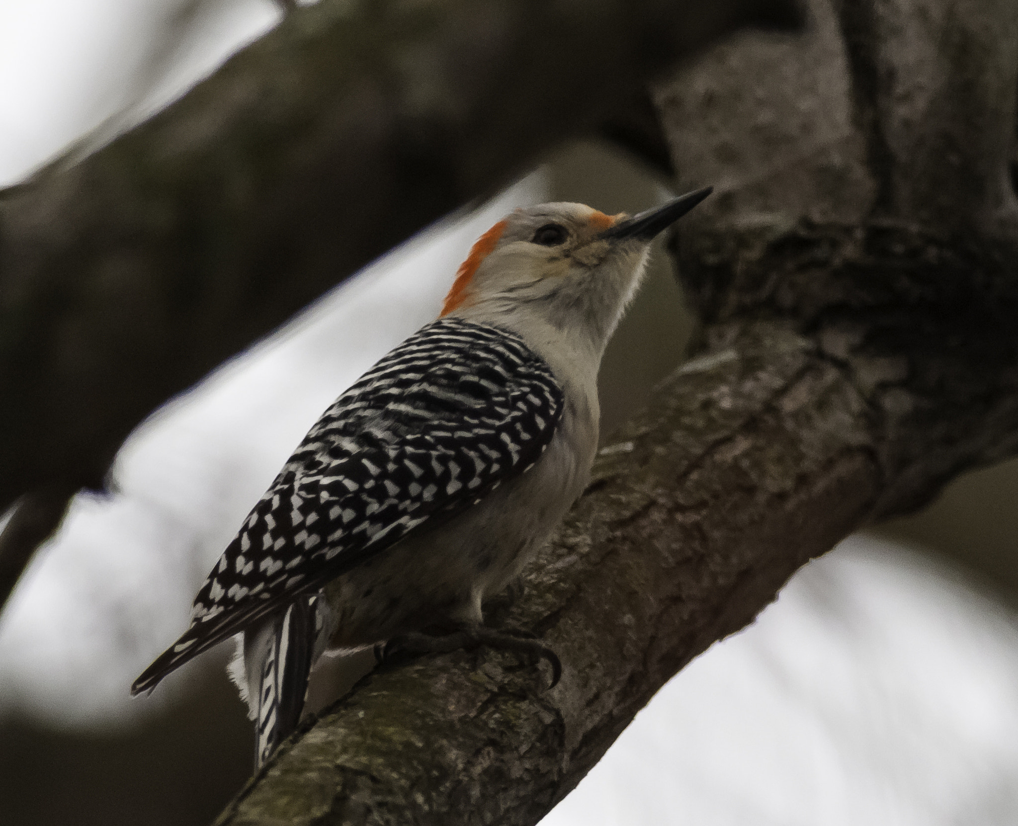 Nikon D300S + Nikon AF-S Nikkor 300mm F4D ED-IF sample photo. Woodpecker photography