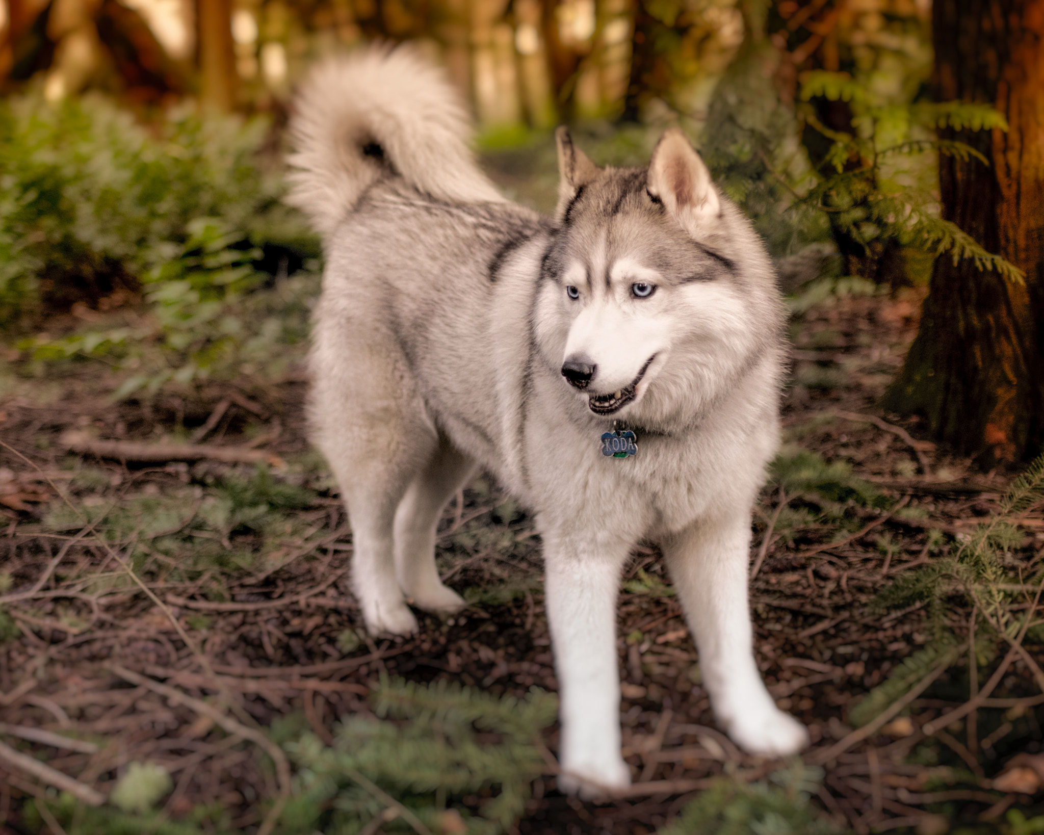 Nikon D610 + AF-S Nikkor 35mm f/1.8G sample photo. Koda - portrait photography