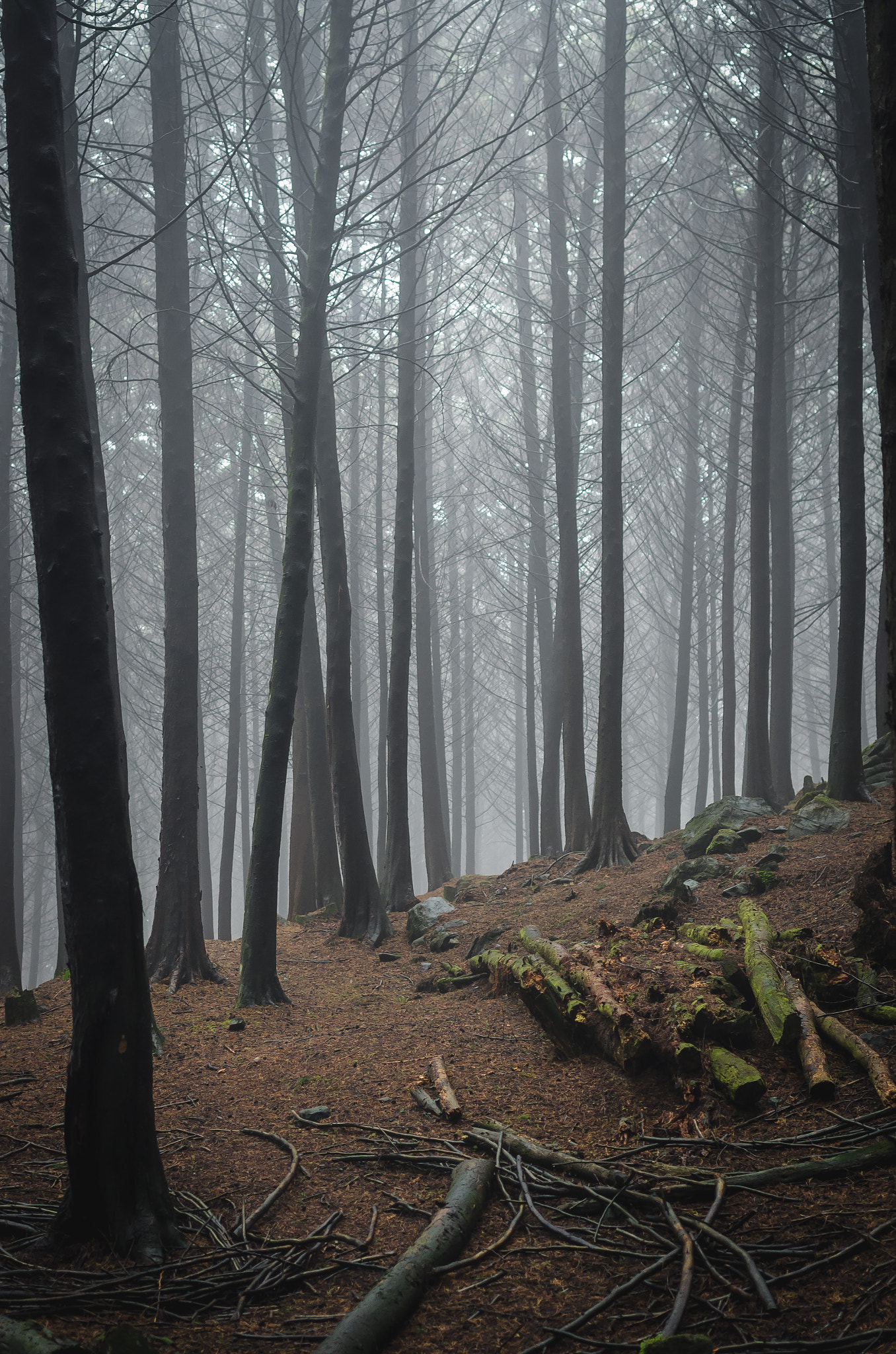Pentax K-5 IIs sample photo. A forest photography