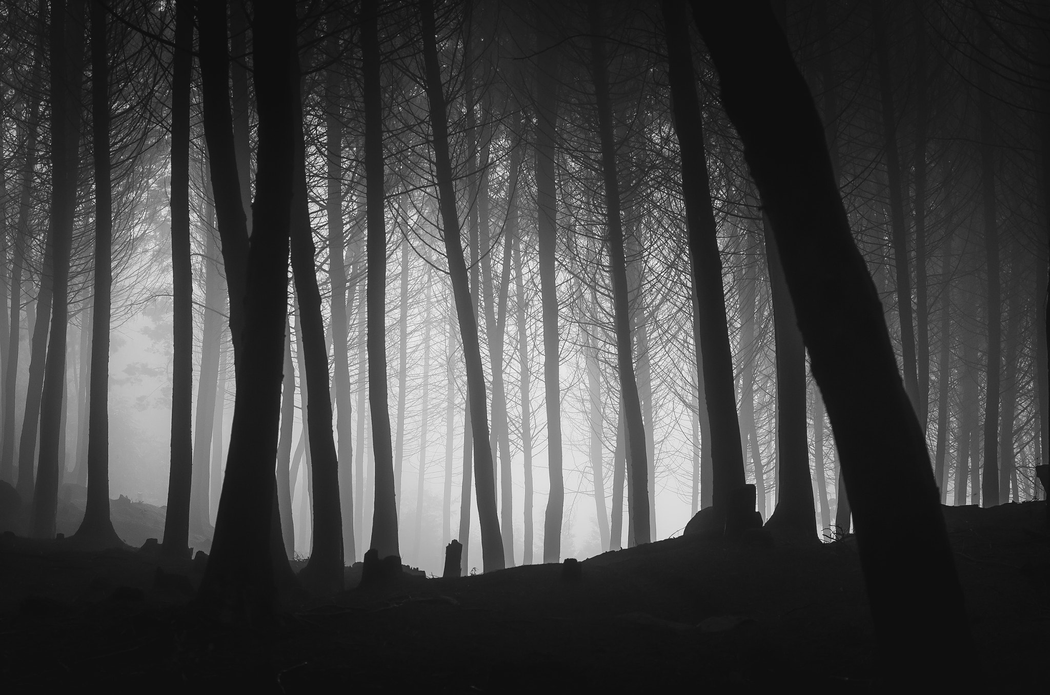 Pentax K-5 IIs sample photo. A dark forest photography