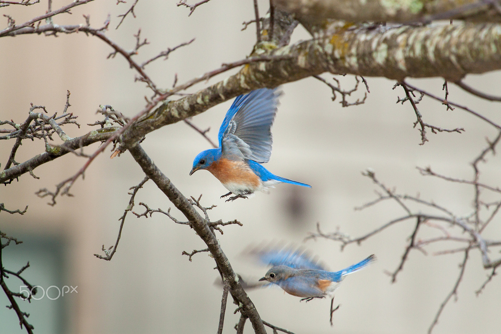 Canon EF 100-400mm F4.5-5.6L IS USM sample photo. Eastern bluebirds landing photography