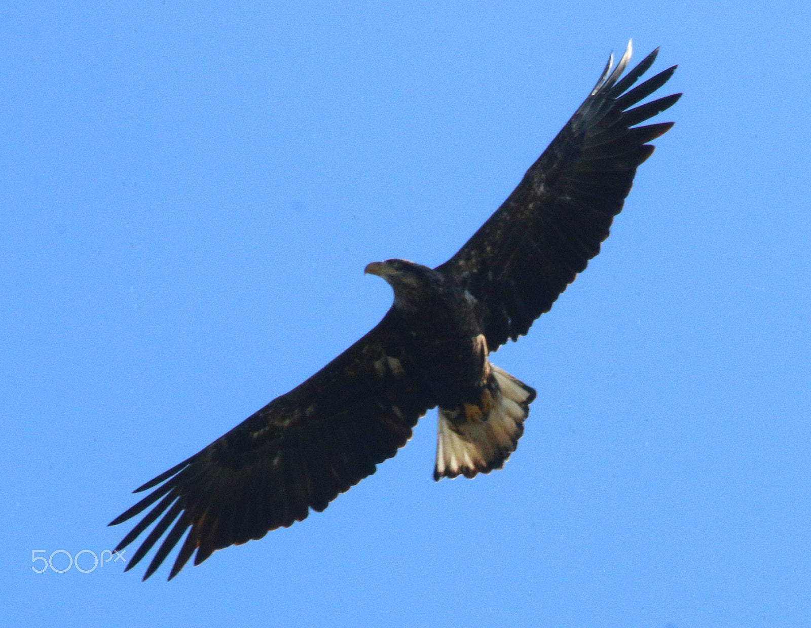 Canon EF 100-400mm F4.5-5.6L IS USM sample photo. Juvenile bald eagle photography