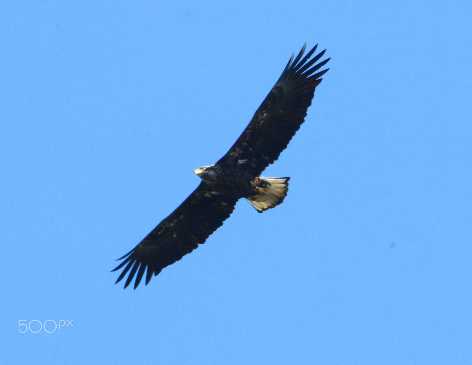 Canon EF 100-400mm F4.5-5.6L IS USM sample photo. Juvenile bald eagle photography