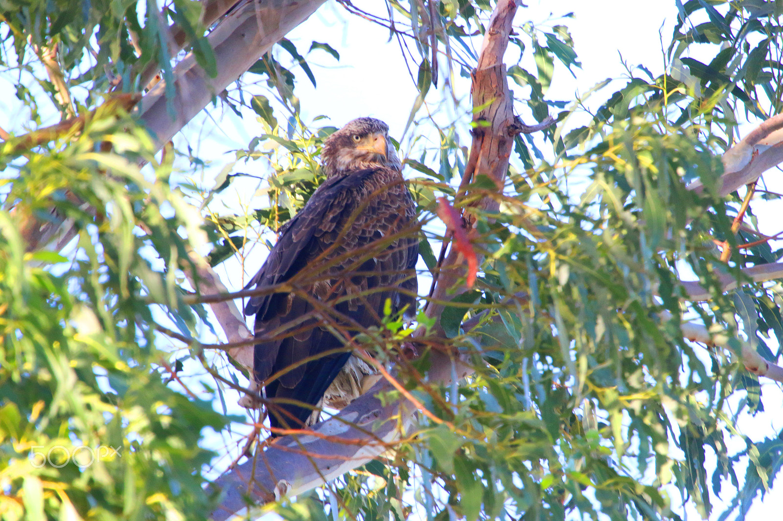Canon EF 100-400mm F4.5-5.6L IS USM sample photo. Juvenile bald eagle photography