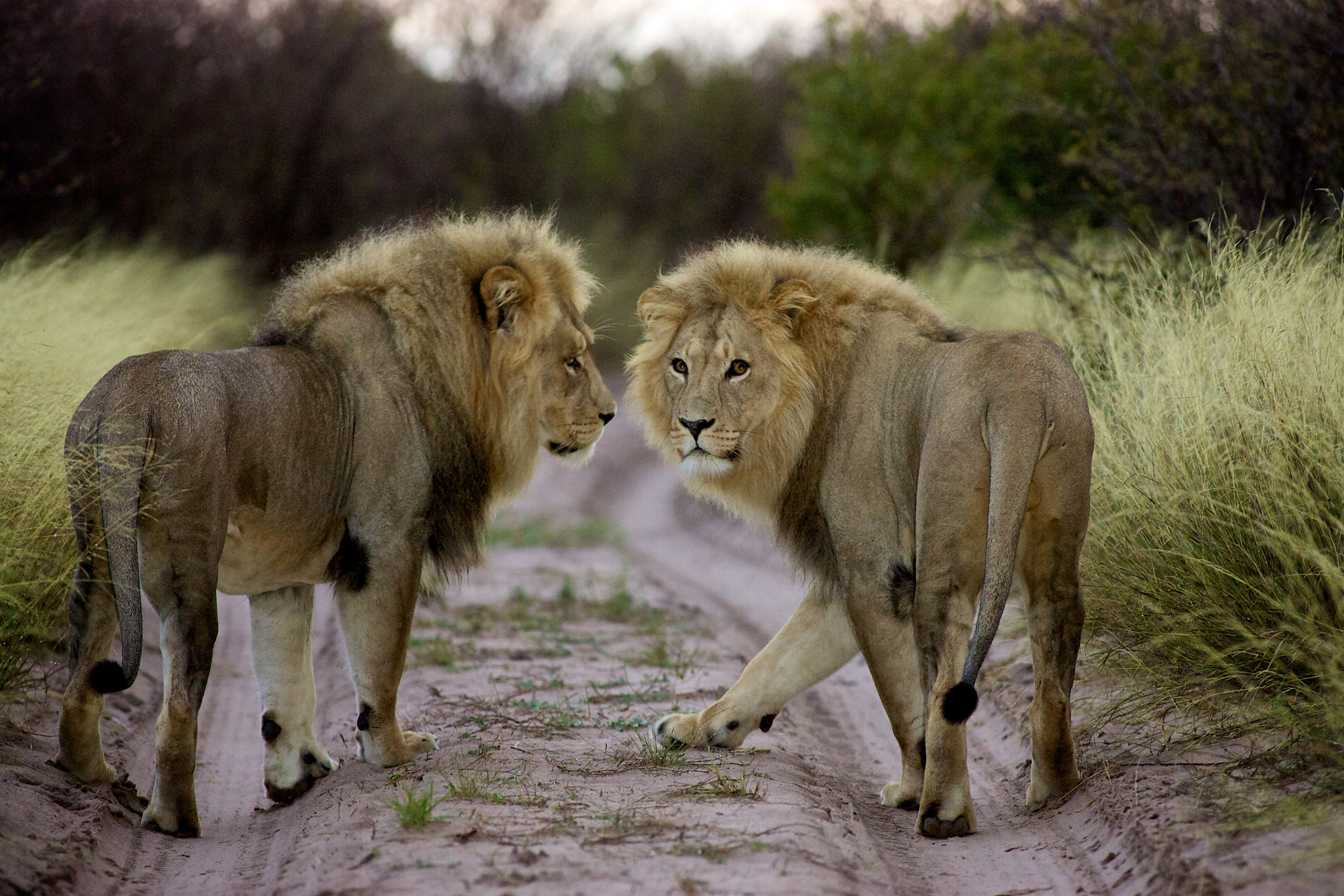Canon EF 300mm f/2.8L sample photo. Eternal brotherhood photography