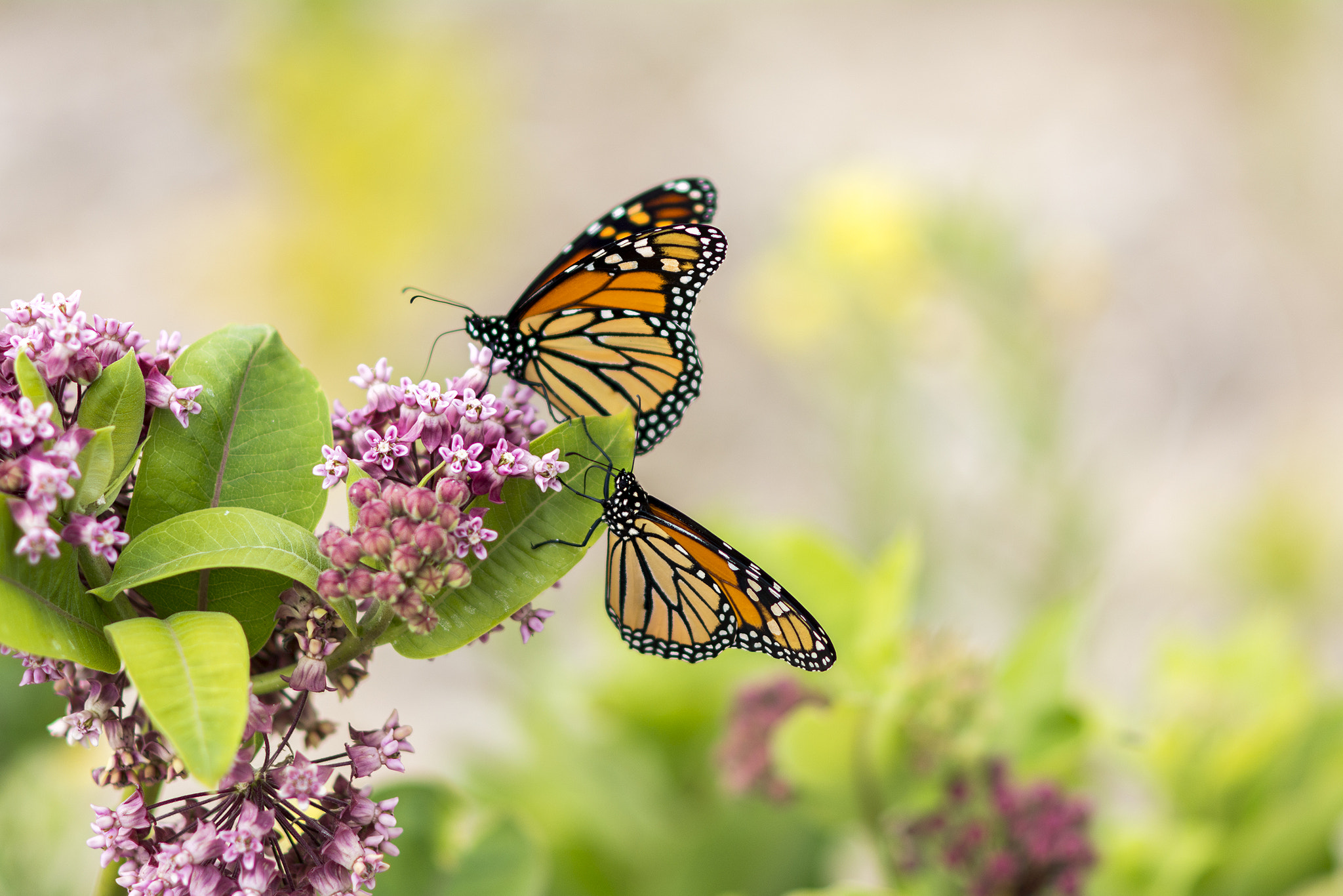 Nikon D7100 + Nikon AF Nikkor 105mm F2D DC sample photo. Monarchs at large photography