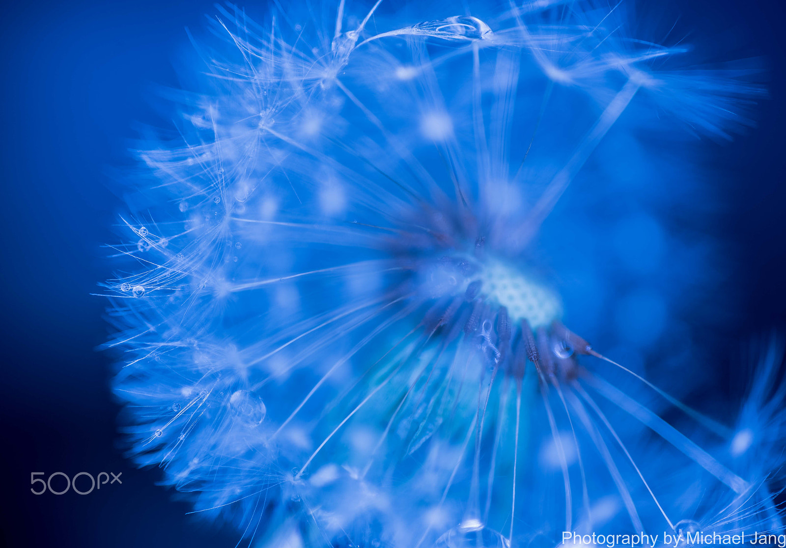 Nikon D810 + Nikon AF Micro-Nikkor 60mm F2.8D sample photo. The name of universe dandelion spore photography