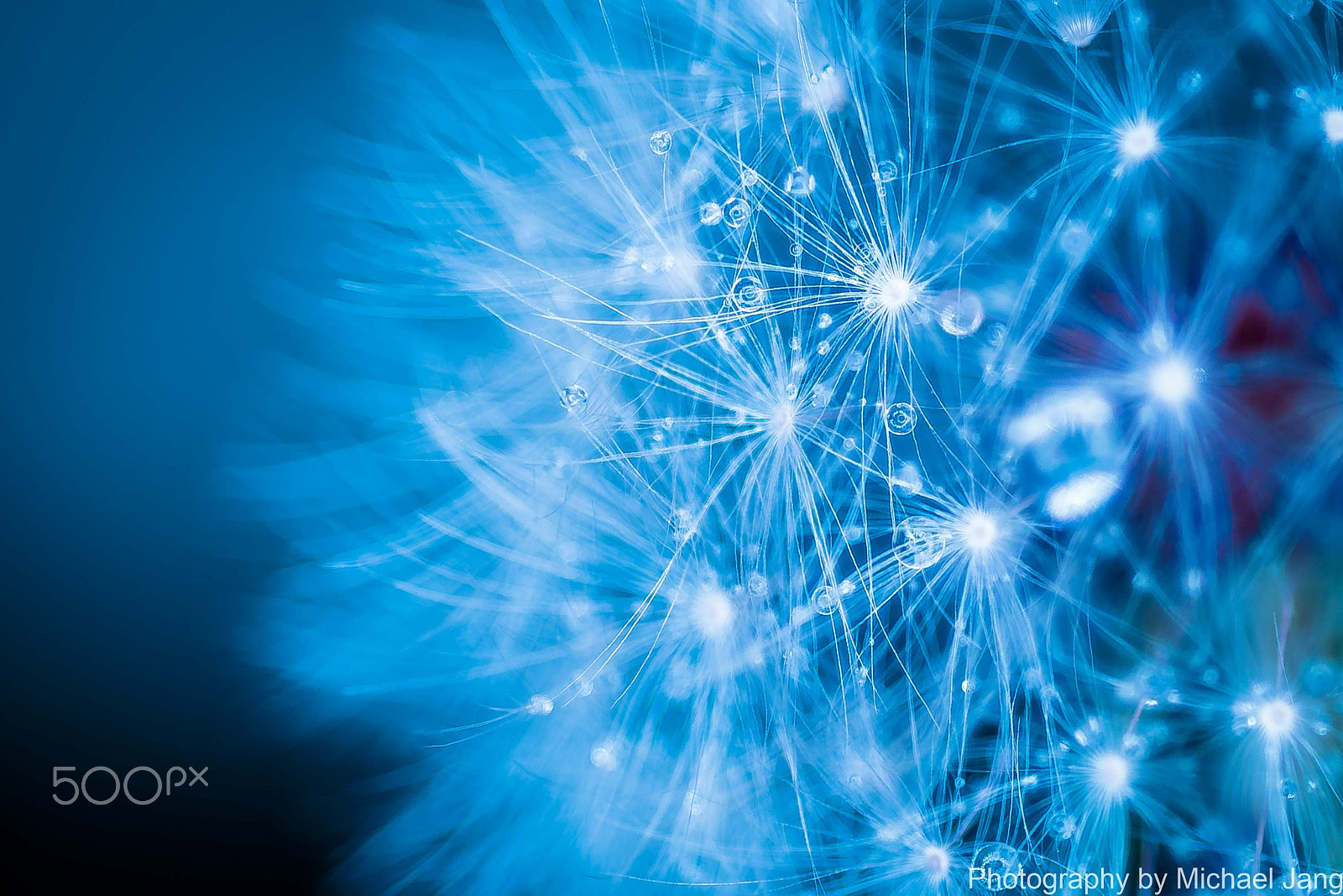 Nikon D810 + Nikon AF Micro-Nikkor 60mm F2.8D sample photo. The name of universe dandelion spore photography