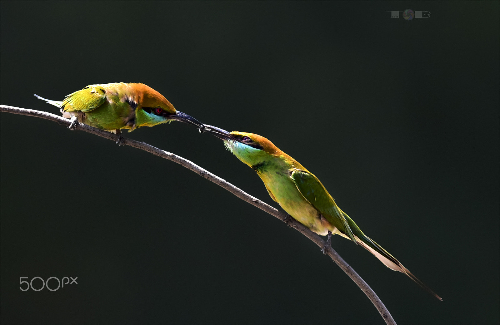 Nikon AF-S Nikkor 600mm F4D ED-IF II sample photo. Bee suitors photography