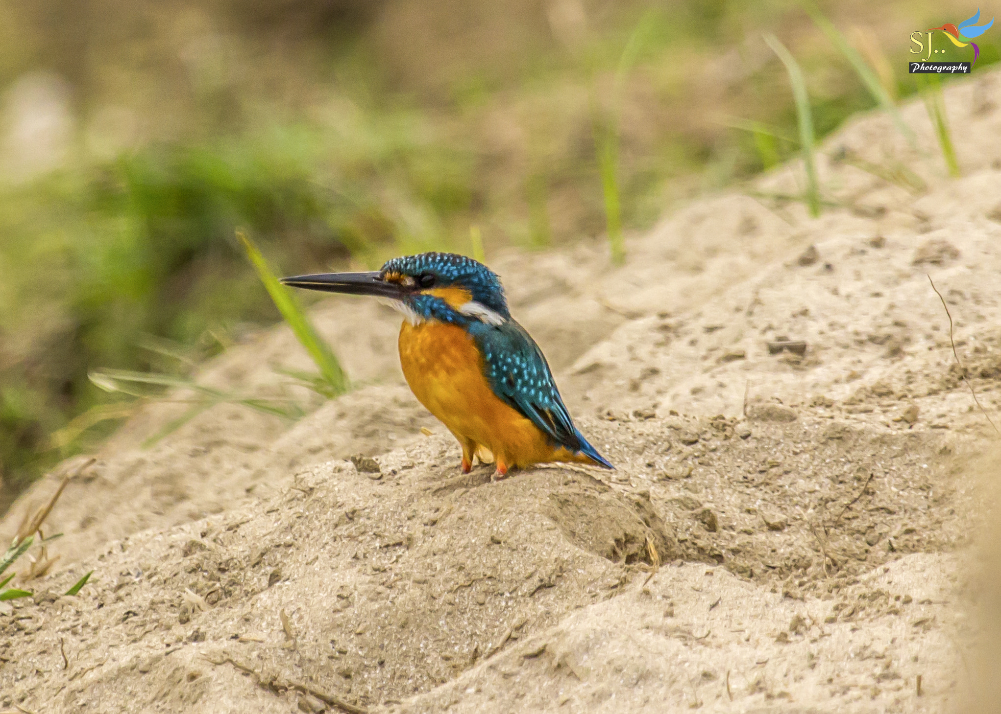 Canon EF 100-400mm F4.5-5.6L IS USM sample photo. Common king fisher  photography