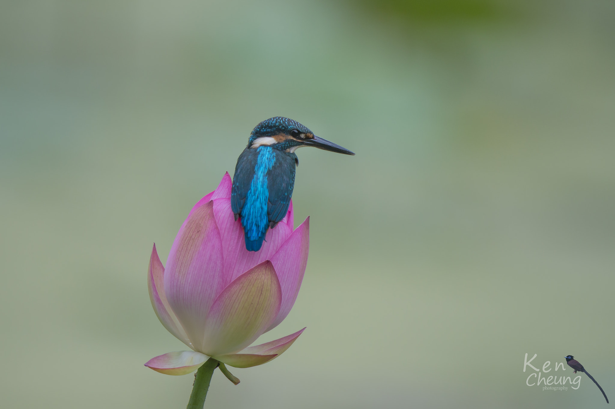 Canon EF 500mm F4L IS USM sample photo. Common kingfisher photography