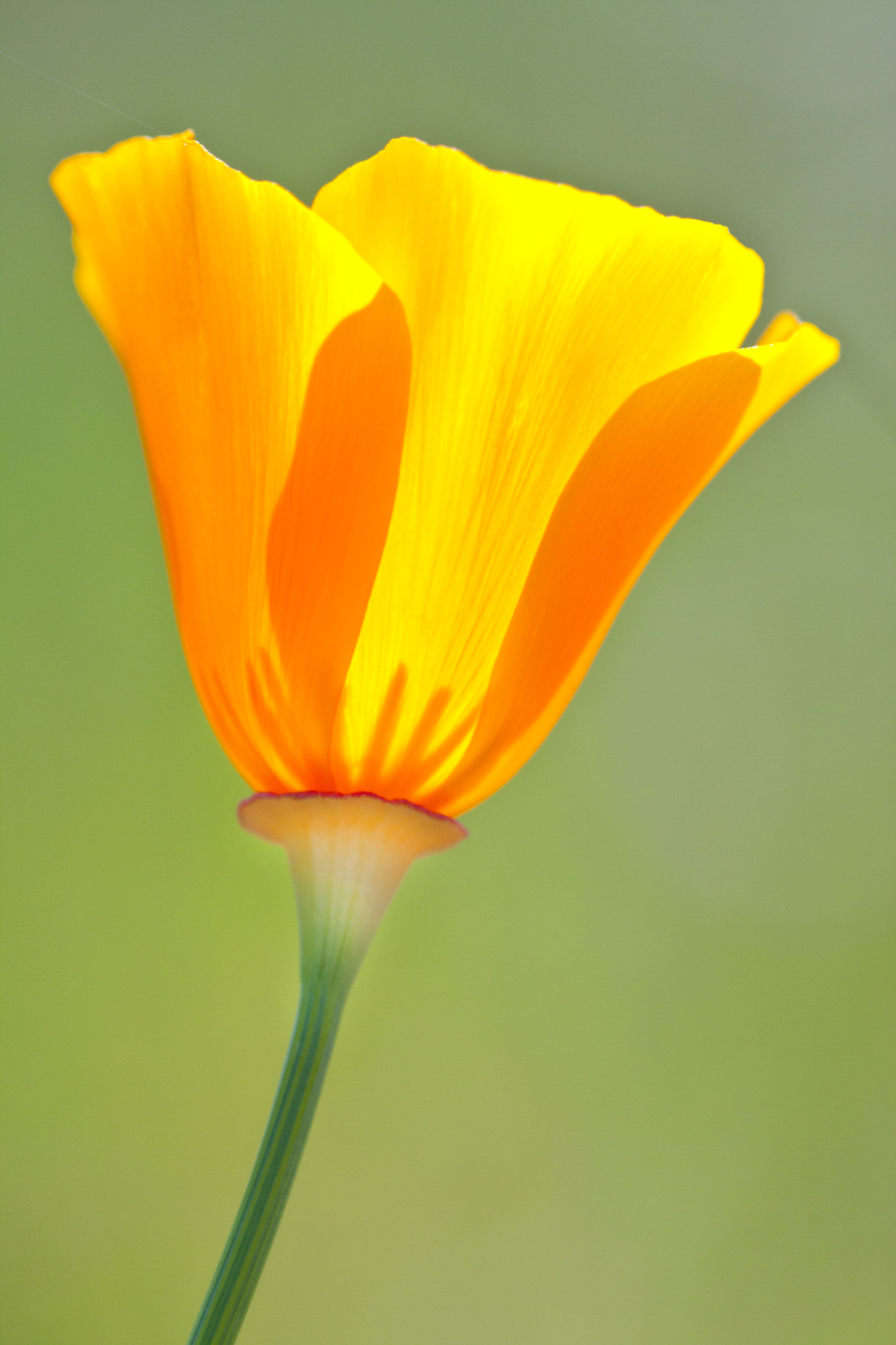 Canon EF 180mm F3.5L Macro USM sample photo. Bear valley photography