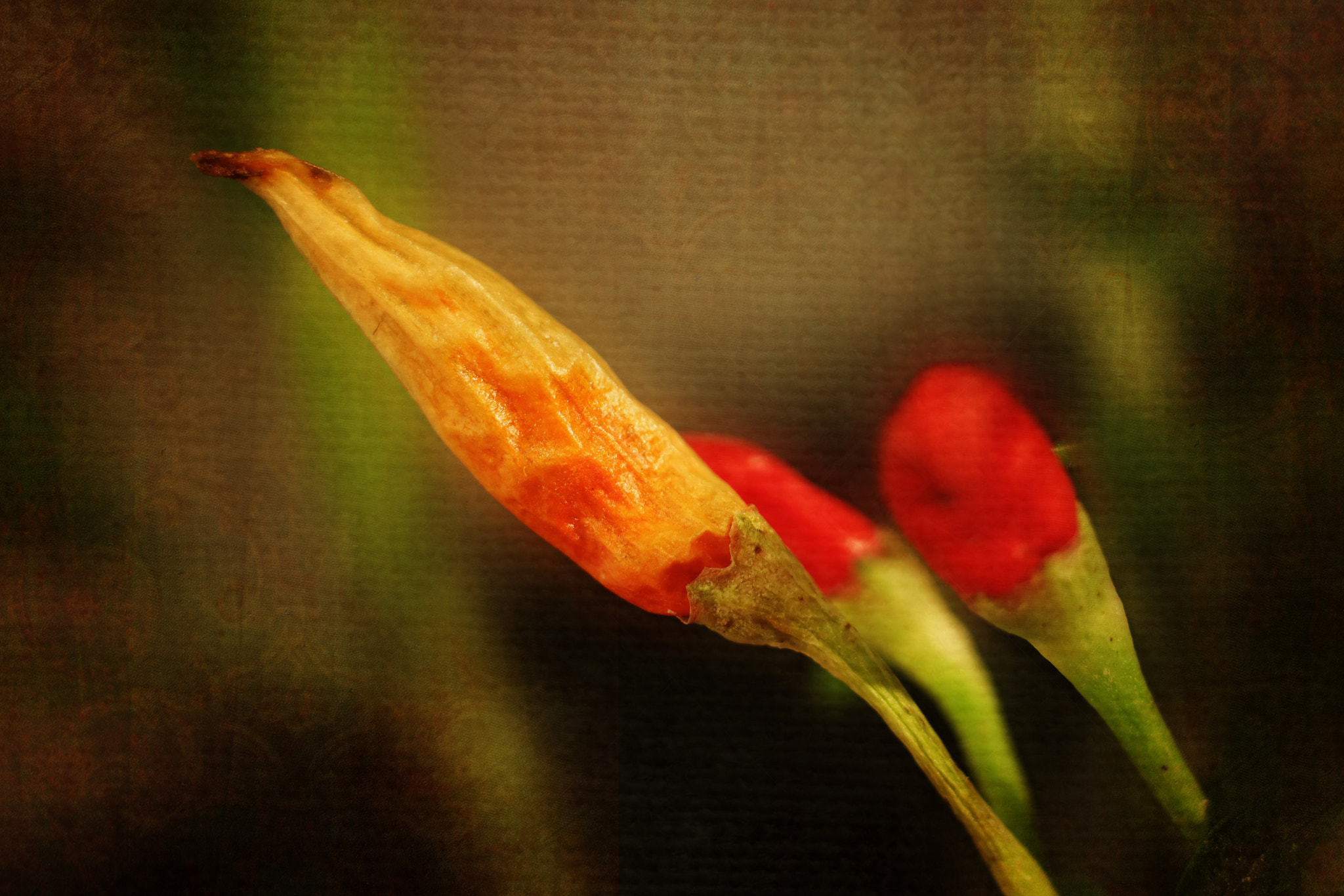 Canon EF 50mm F2.5 Macro sample photo. Leading the way photography