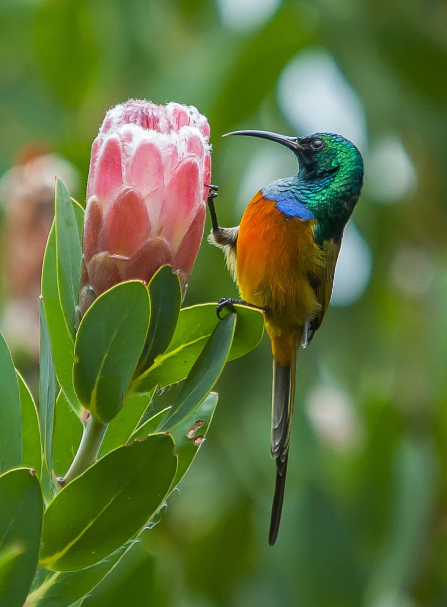 Nikon D70s + Sigma 50-500mm F4-6.3 EX APO RF HSM sample photo. Orange-breasted sunbird photography