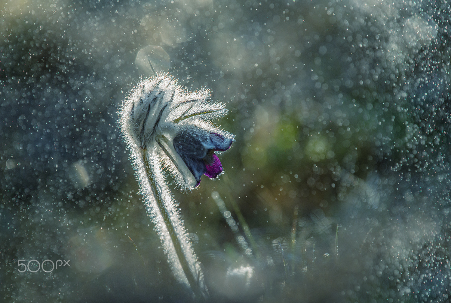 Sony 75-300mm F4.5-5.6 sample photo. And only falls into photography