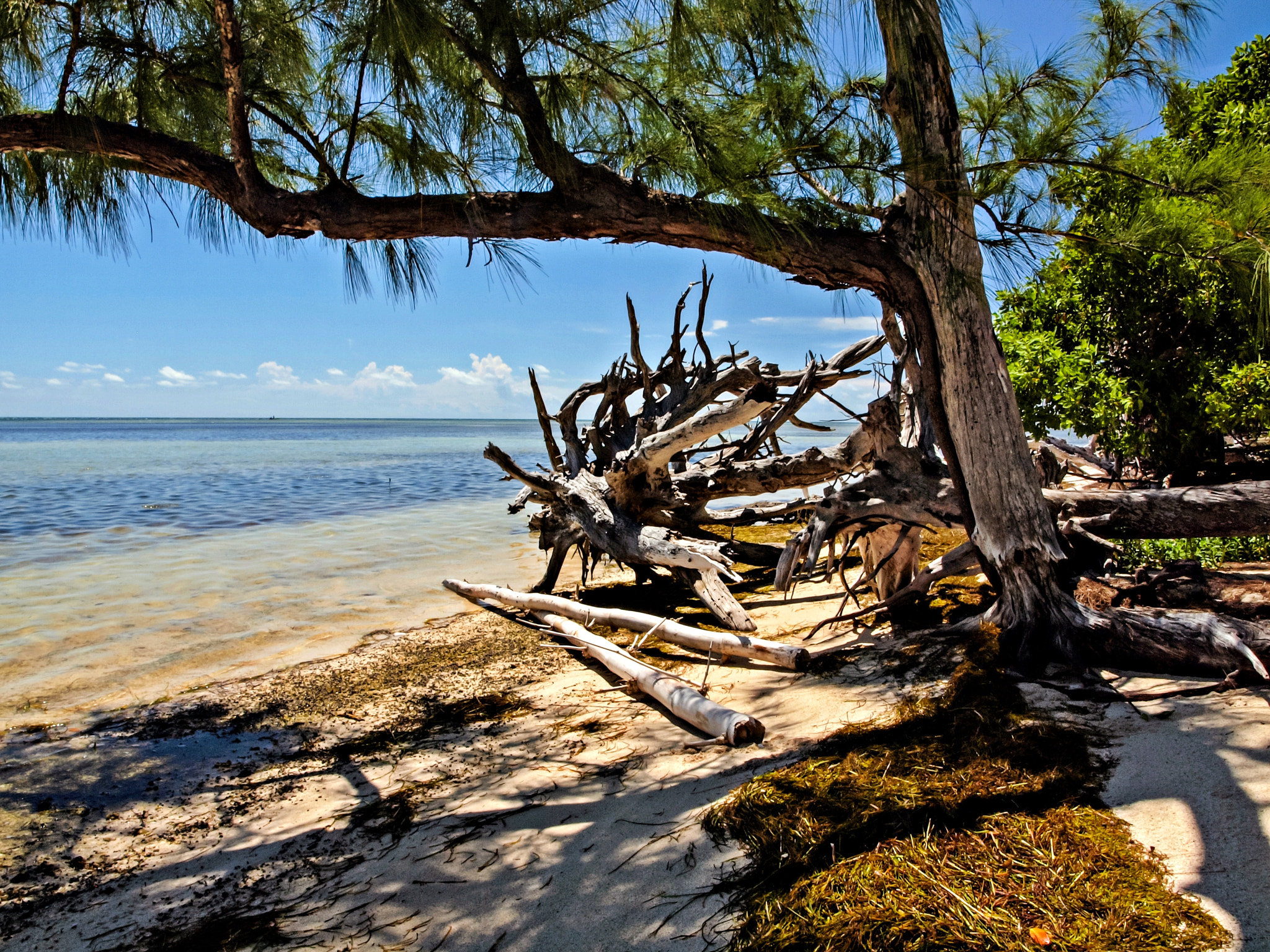 Olympus E-600 (EVOLT E-600) + OLYMPUS 14-42mm Lens sample photo. Woodpile on tom's harbor keys photography