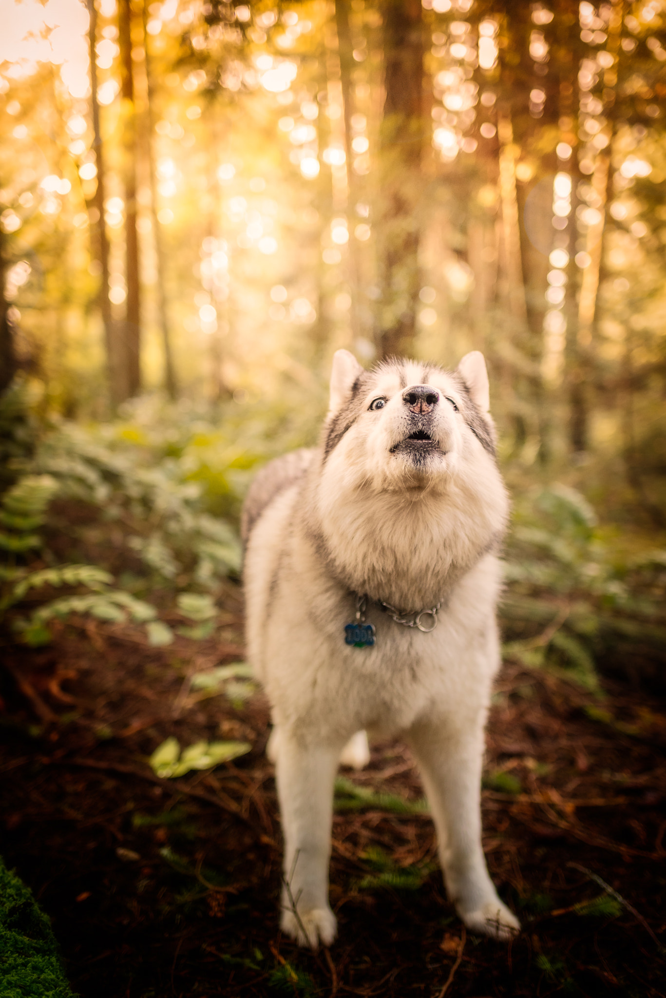 AF-S Nikkor 35mm f/1.8G sample photo. Husky howl - koda photography