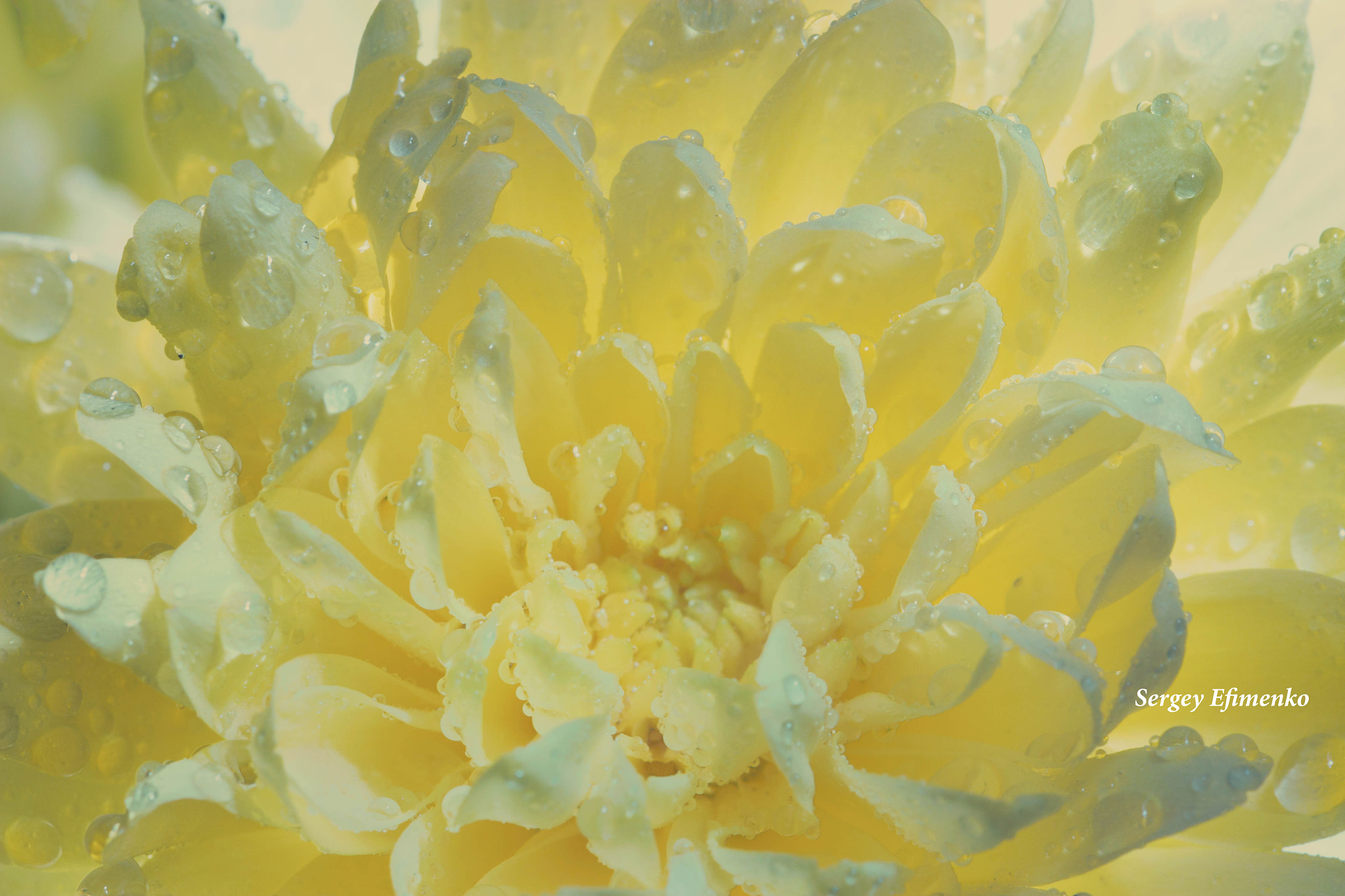 Sigma 105mm F2.8 EX DG OS HSM sample photo. Golden-daisy photography