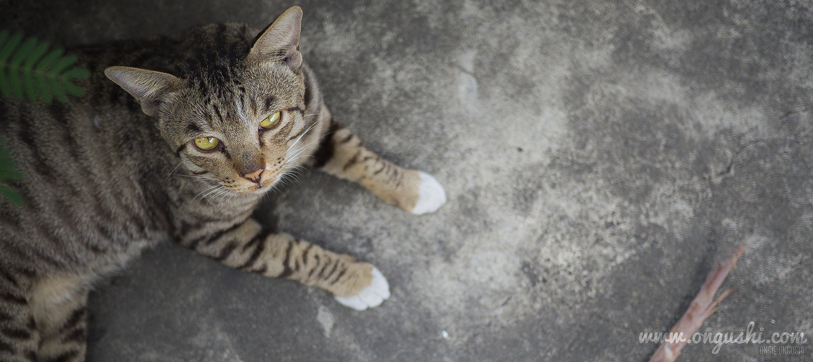 Olympus OM-D E-M10 II + LUMIX G 20/F1.7 II sample photo. Cat 58 photography