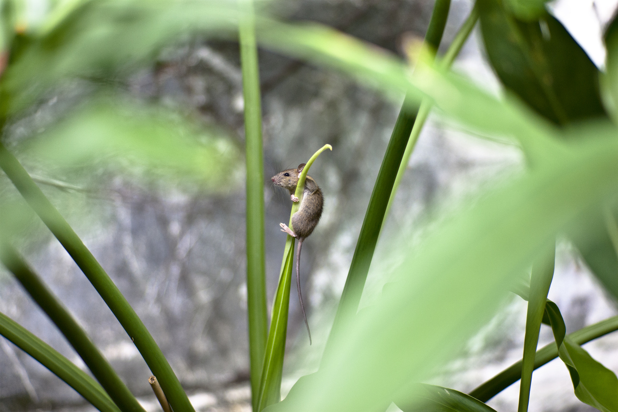 Canon EOS-1Ds Mark III sample photo. No where else to go photography