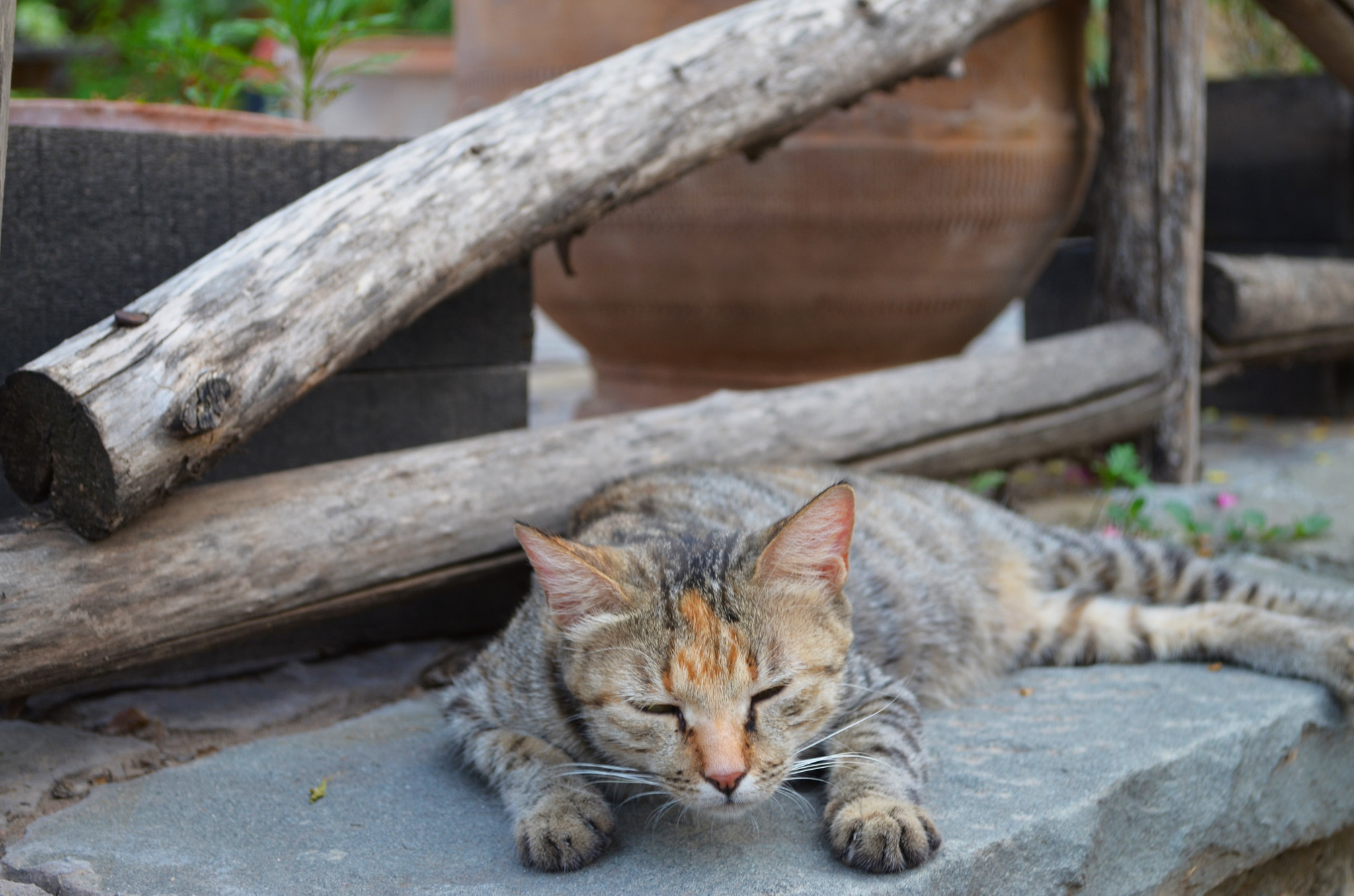 Nikon D5100 + AF Nikkor 85mm f/1.8 sample photo. Sleepy cat photography