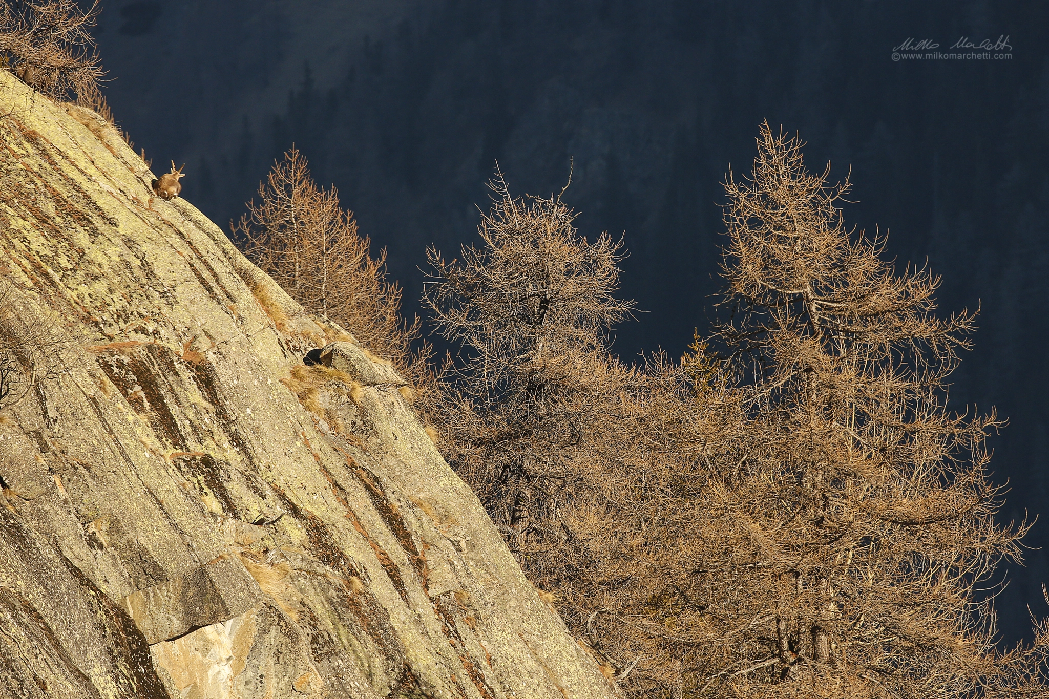 Canon EOS-1D X + Canon EF 600mm f/4L IS sample photo. Steinbock photography