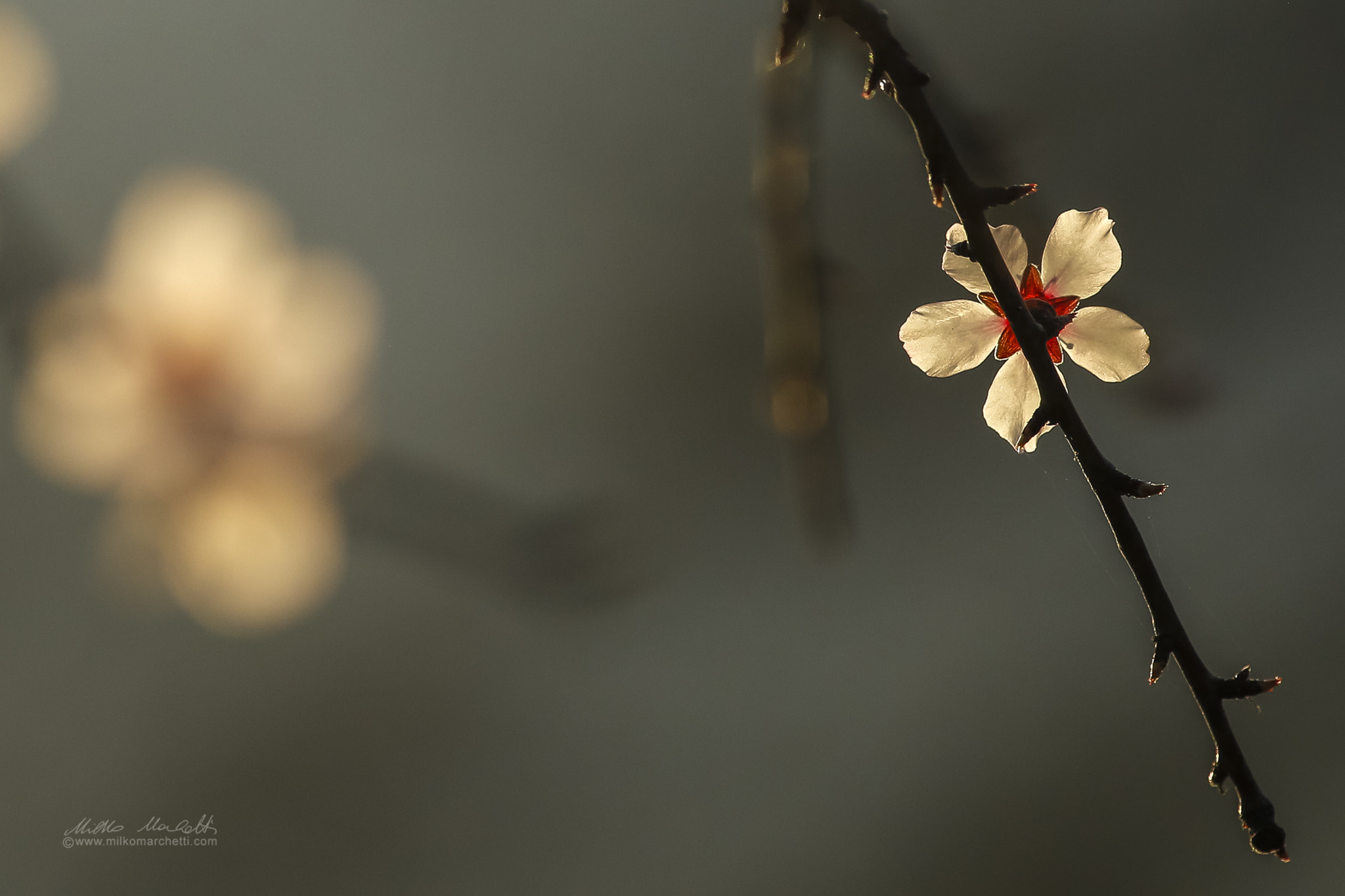 Canon EF 300mm f/2.8L + 1.4x sample photo. First flowers photography