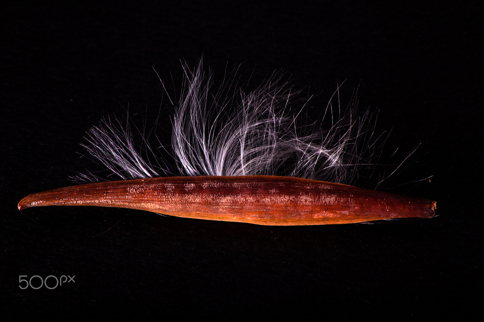 Sigma 70-300mm F4-5.6 APO DG Macro sample photo. Seed photography