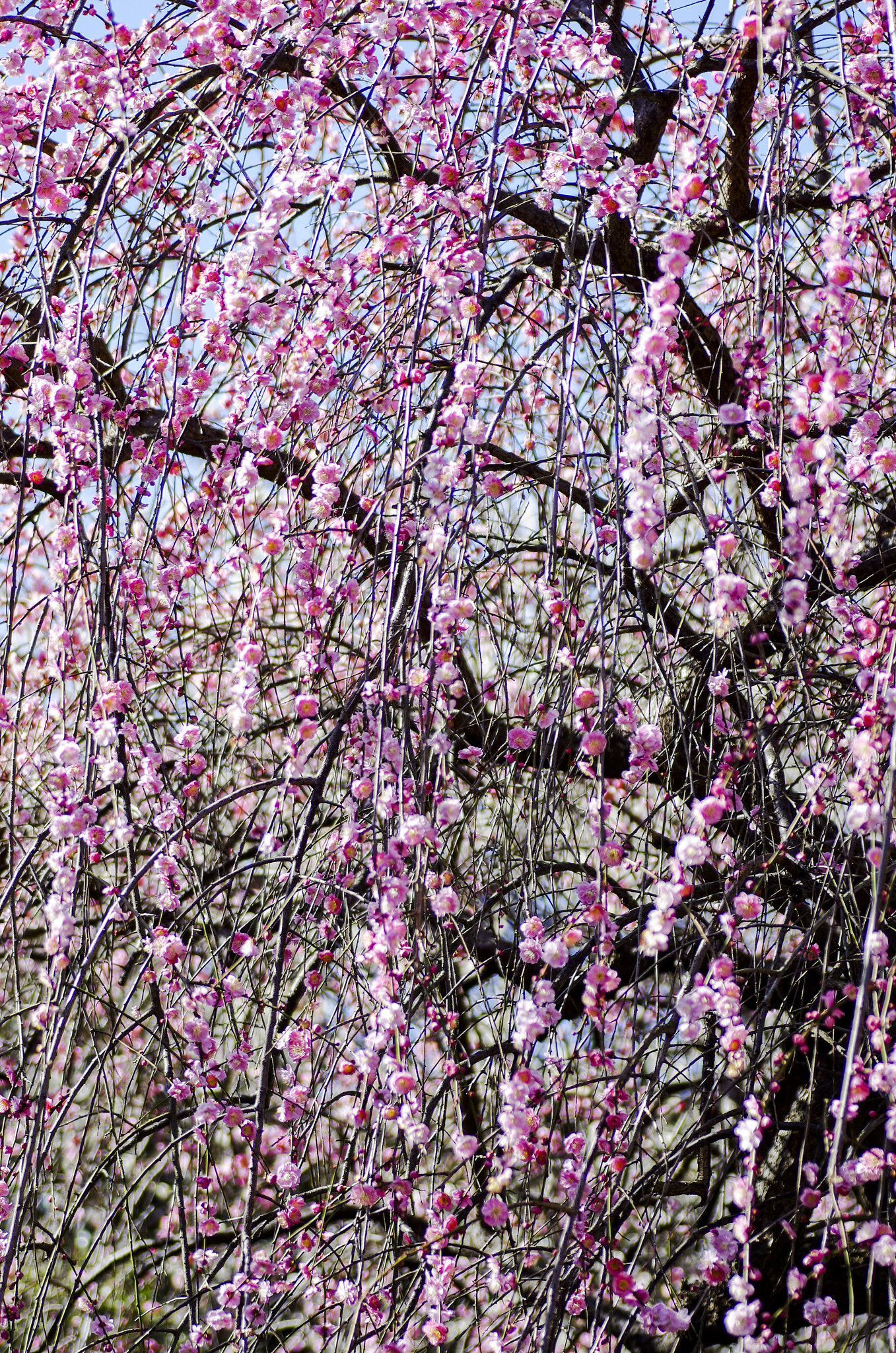 Pentax K-5 IIs + Tamron SP AF 90mm F2.8 Di Macro sample photo. Early spring photography