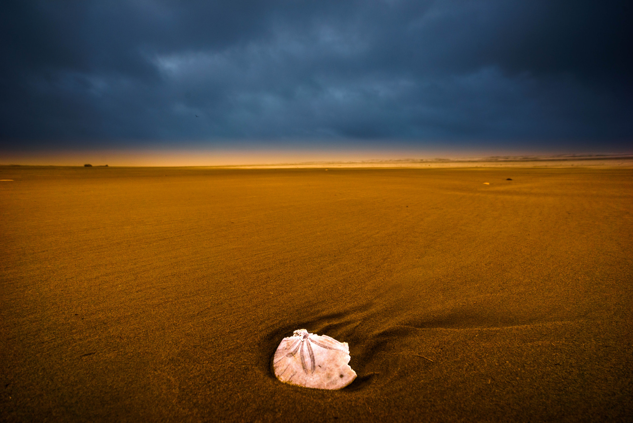 Sony a7R + Sony E 10-18mm F4 OSS sample photo. Shell on the beach photography