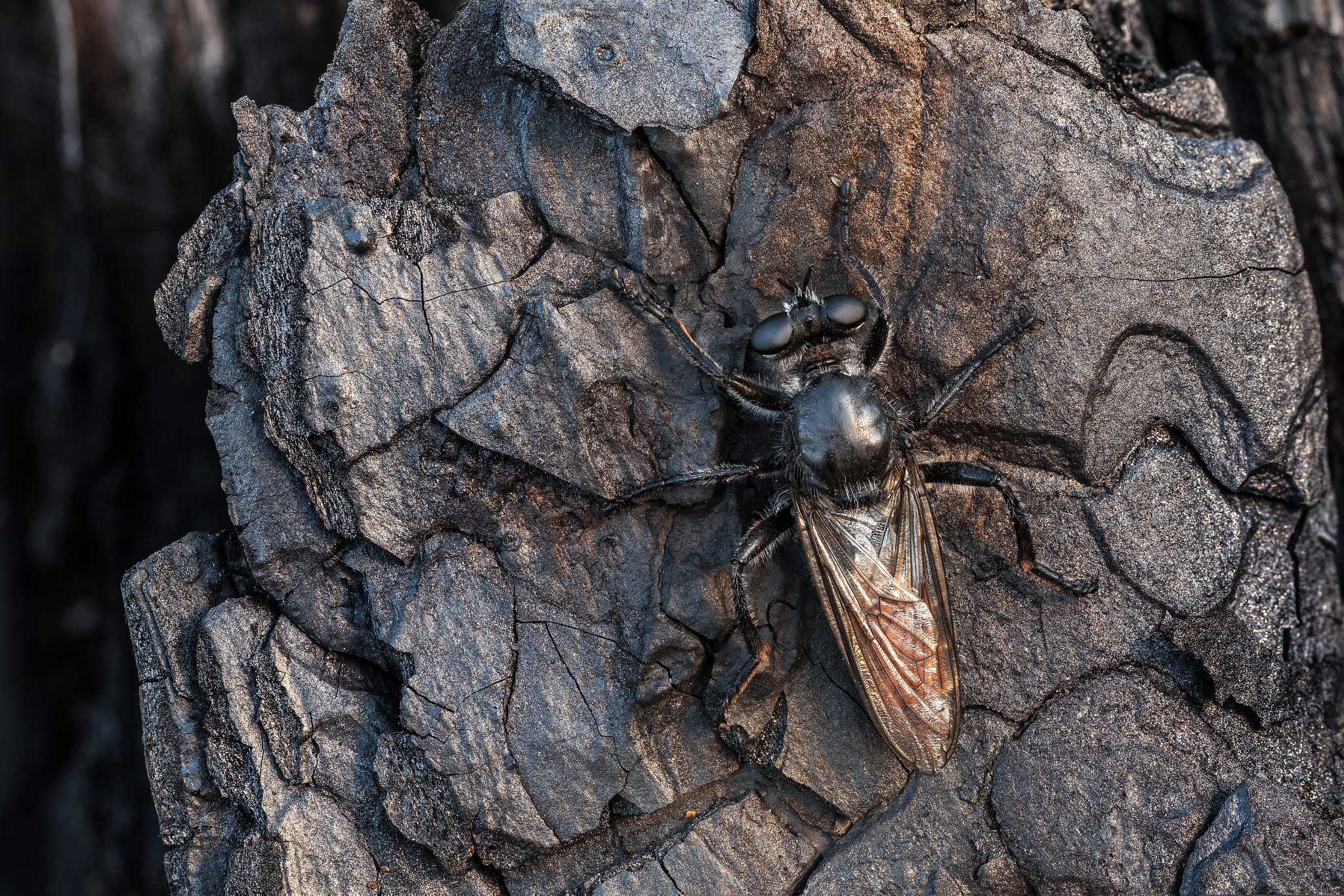 Canon EF 180mm F3.5L Macro USM sample photo. On a burnt pine trunk photography