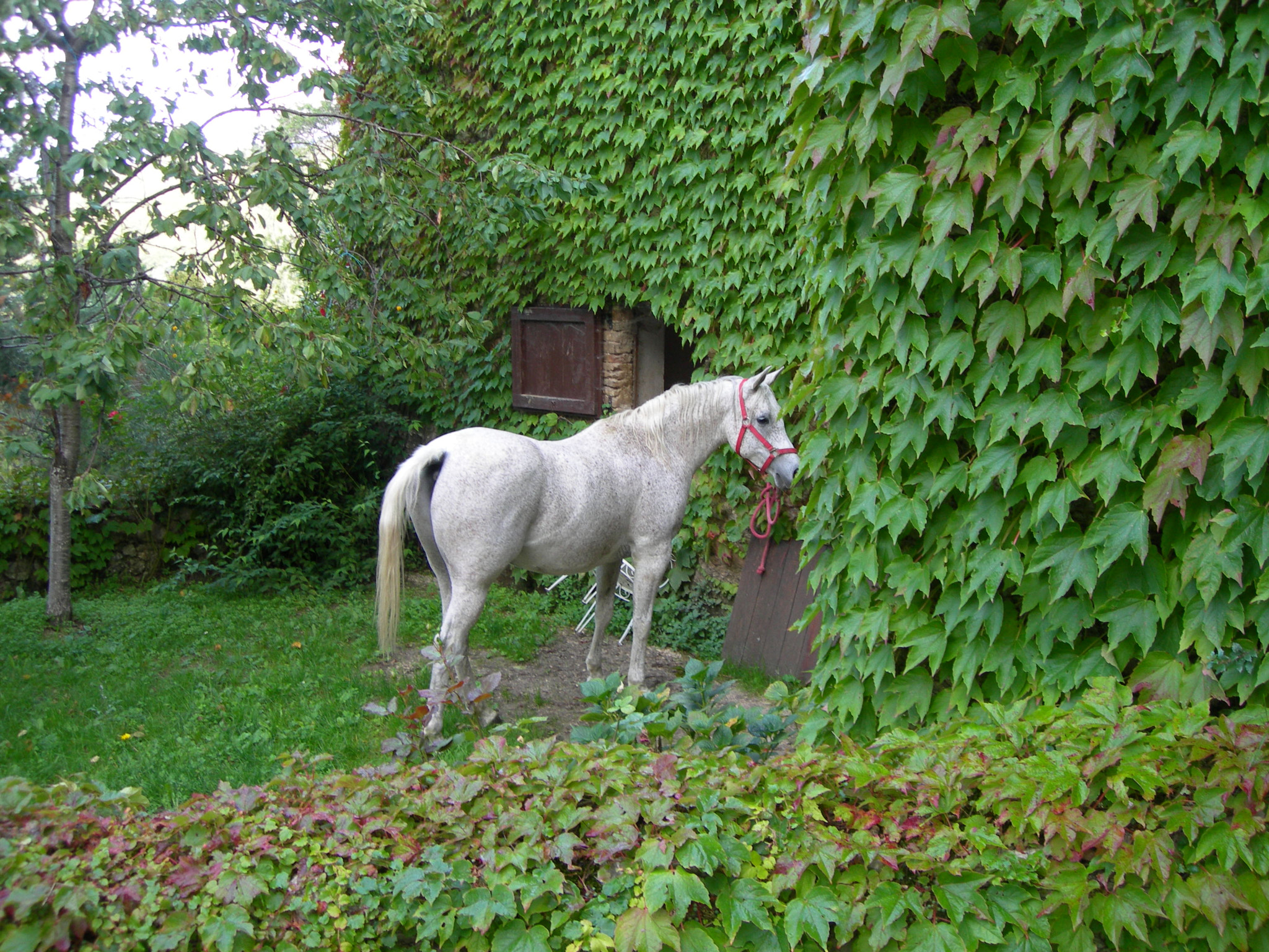 Nikon E7600 sample photo. Horse and ivy covered cottage photography