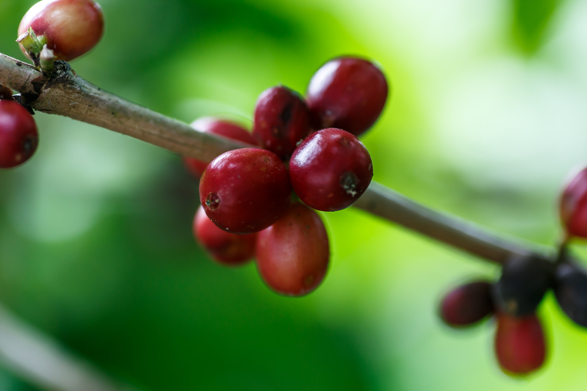 Canon EOS 6D + Tamron SP AF 90mm F2.8 Di Macro sample photo. Coffee beans on plant detail, macro photography photography