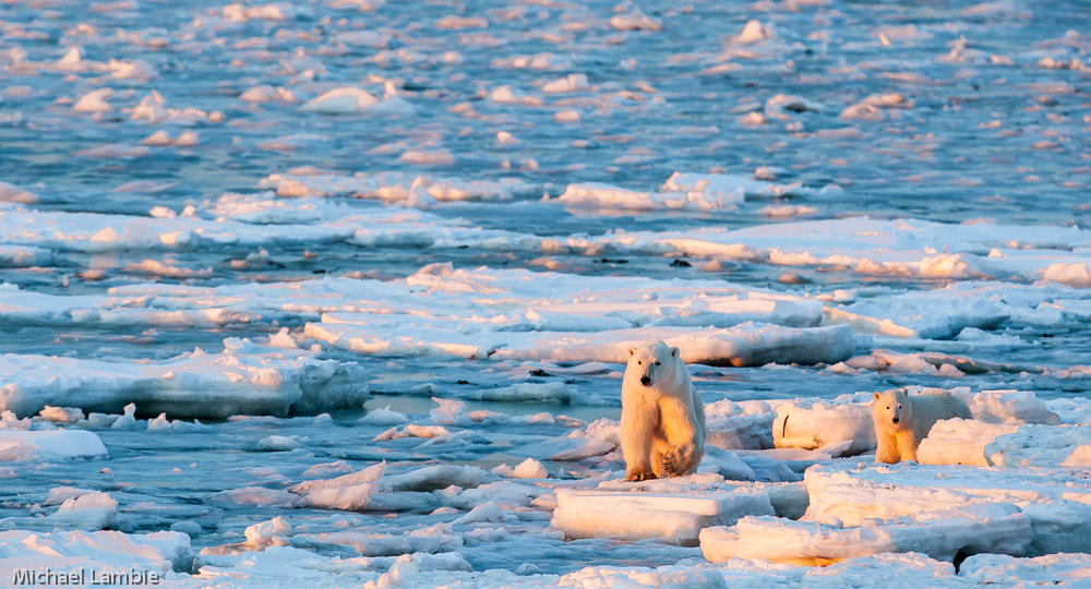 Canon EOS-1D Mark III + Canon EF 400mm F2.8L IS USM sample photo. Sunsets on polar bears photography