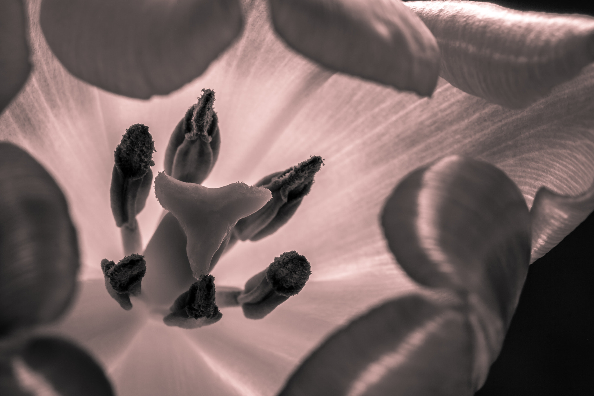Canon EOS 1000D (EOS Digital Rebel XS / EOS Kiss F) sample photo. "right in the heart..." photography