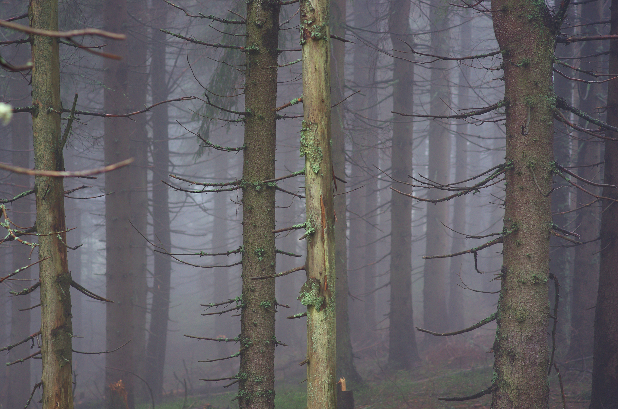 Pentax K-5 + Pentax smc DA 70mm F2.4 AL Limited sample photo. Foggy forest in gorce photography
