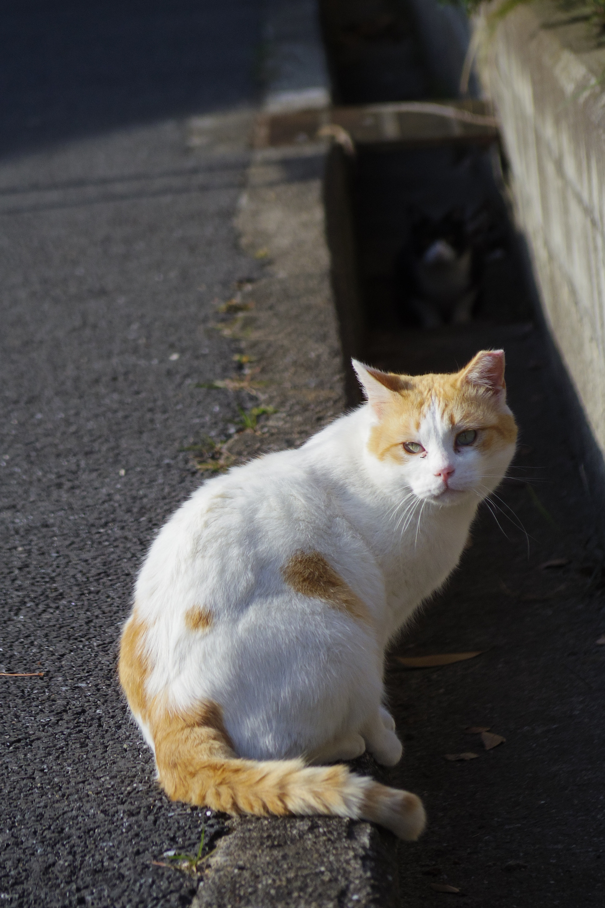 Pentax 06 Telephoto 15-45mm sample photo. Gutter photography