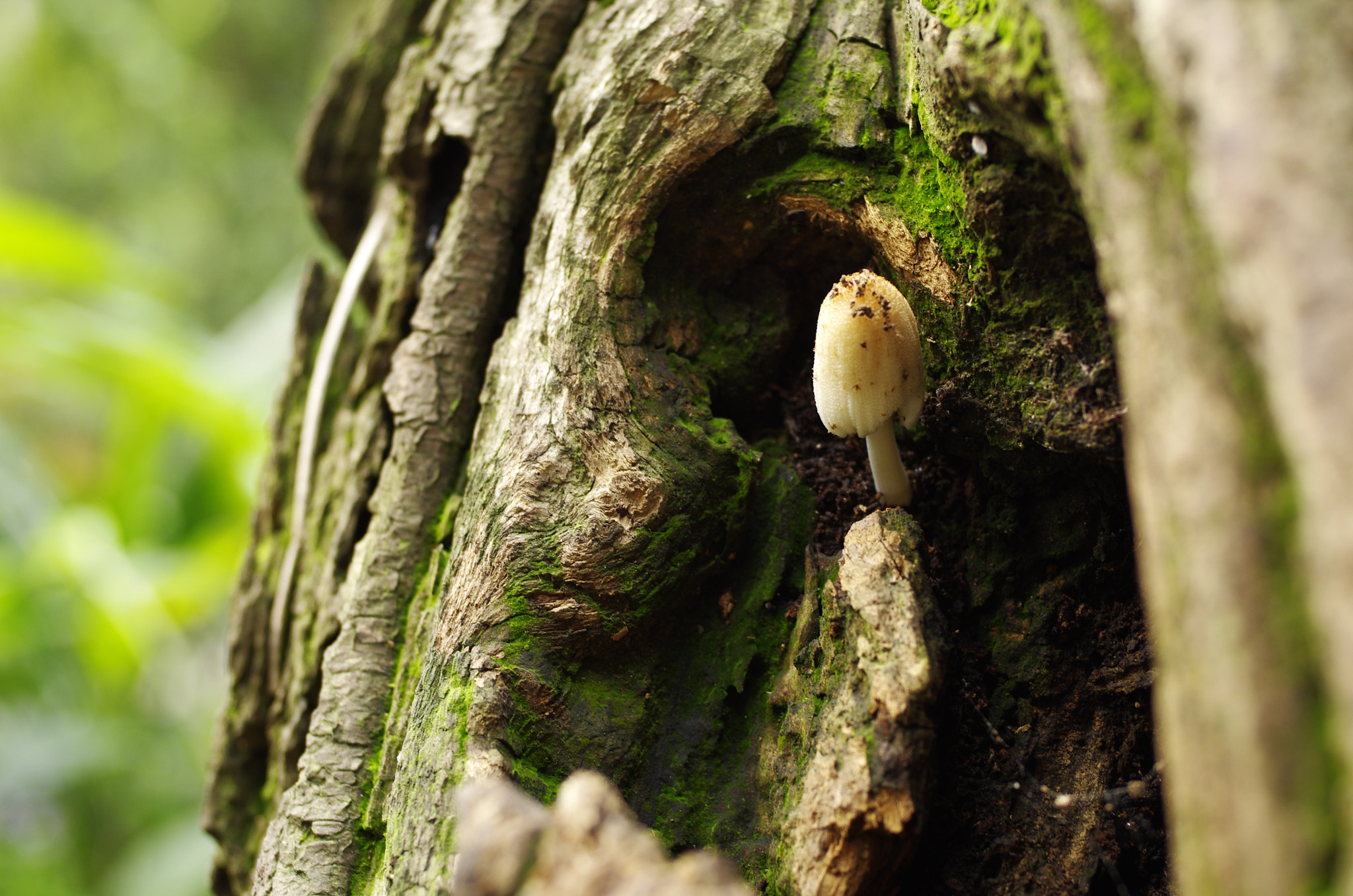 Pentax K-5 II + Pentax smc DA 40mm F2.8 XS Lens sample photo. Grow up day photography