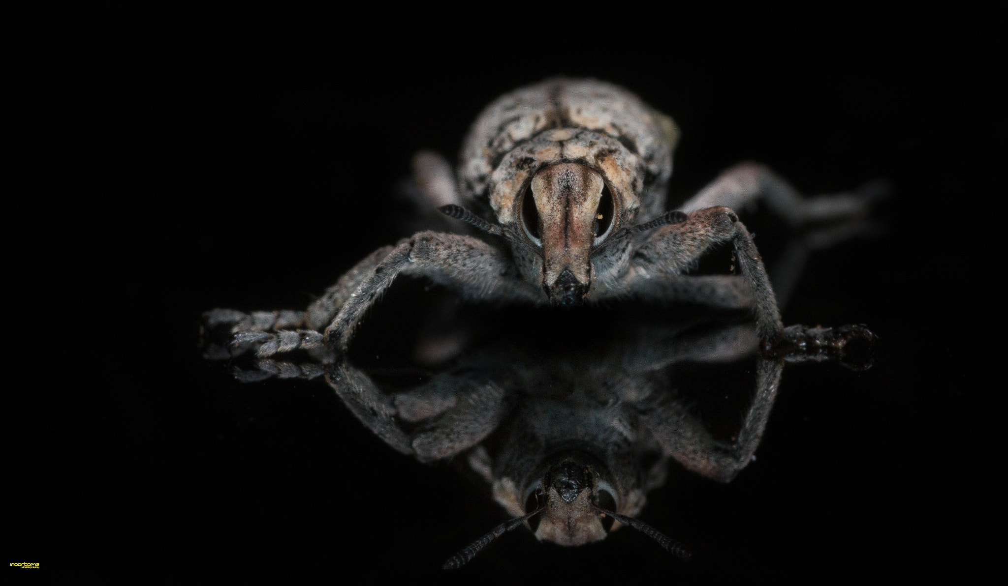 Canon EOS 70D + Sigma 105mm F2.8 EX DG Macro sample photo. Reflection weevil photography