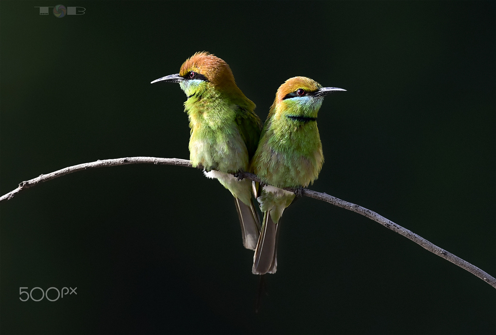 Nikon AF-S Nikkor 600mm F4D ED-IF II sample photo