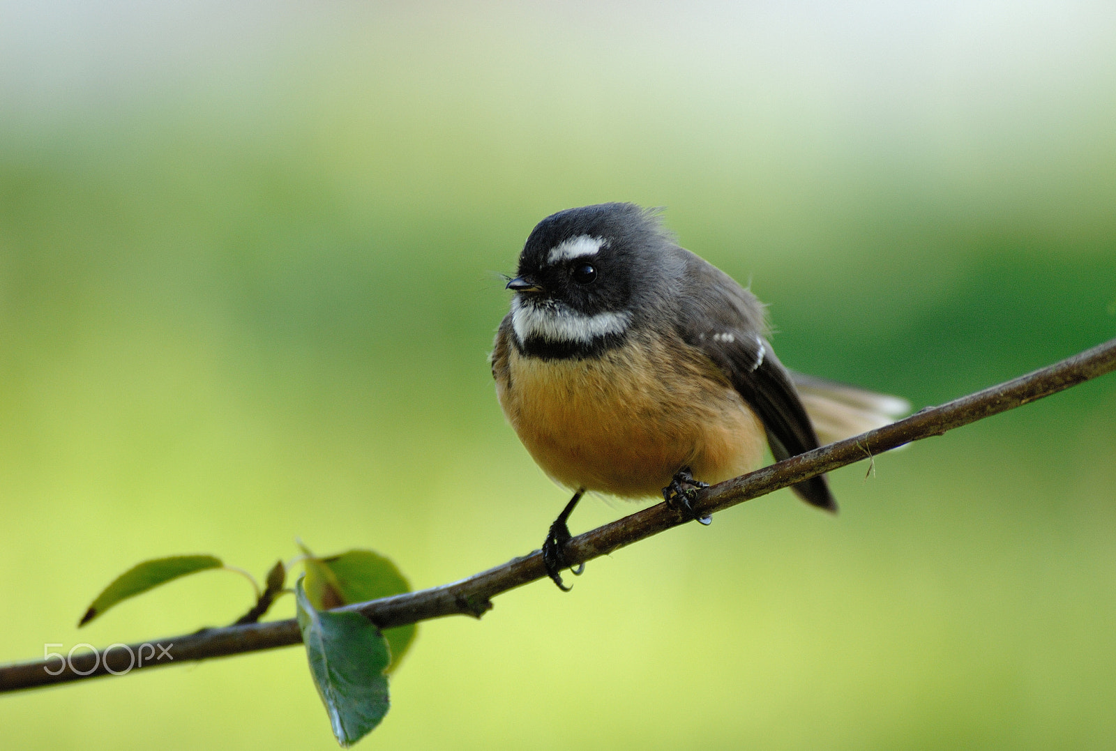 Nikon D2X sample photo. Fantail photography