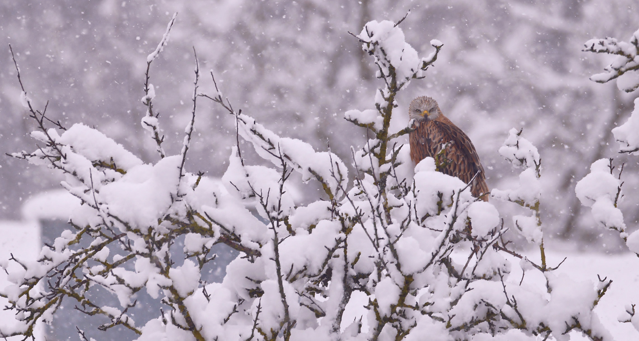Sigma 150-600mm F5-6.3 DG OS HSM | C sample photo. Red kite photography