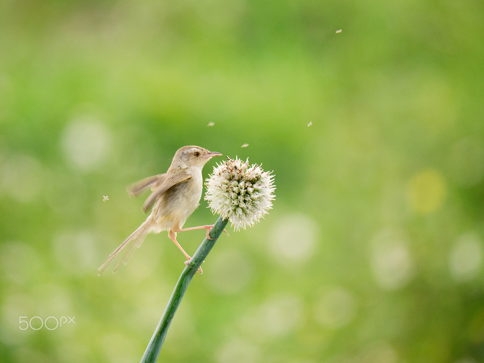 Panasonic Lumix DMC-GX1 + Panasonic Lumix G Vario 100-300mm F4-5.6 OIS sample photo. Tawny prinia photography