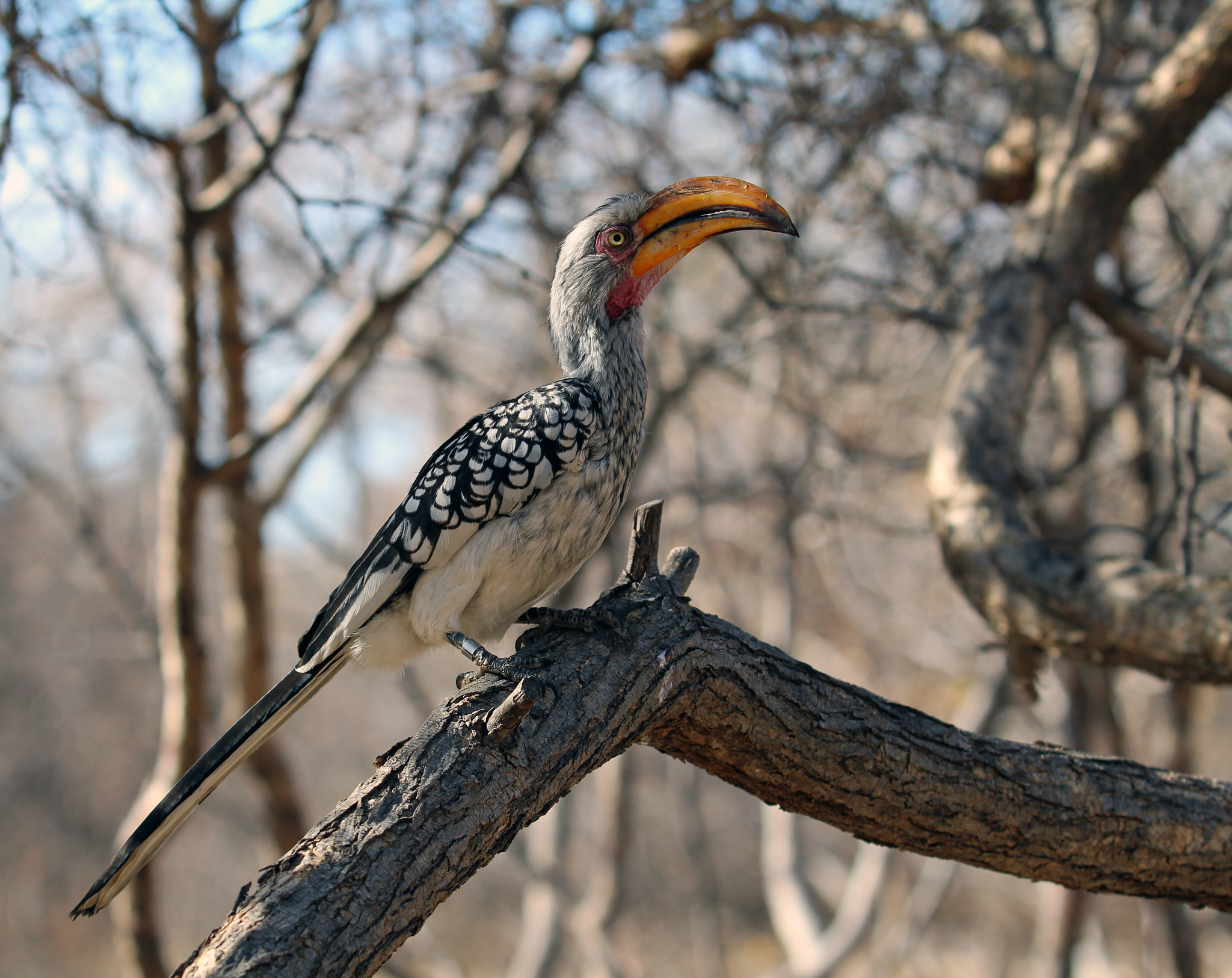Canon EOS 650D (EOS Rebel T4i / EOS Kiss X6i) + Canon EF 70-200mm F2.8L USM sample photo. Southern yellow-billed hornbill photography