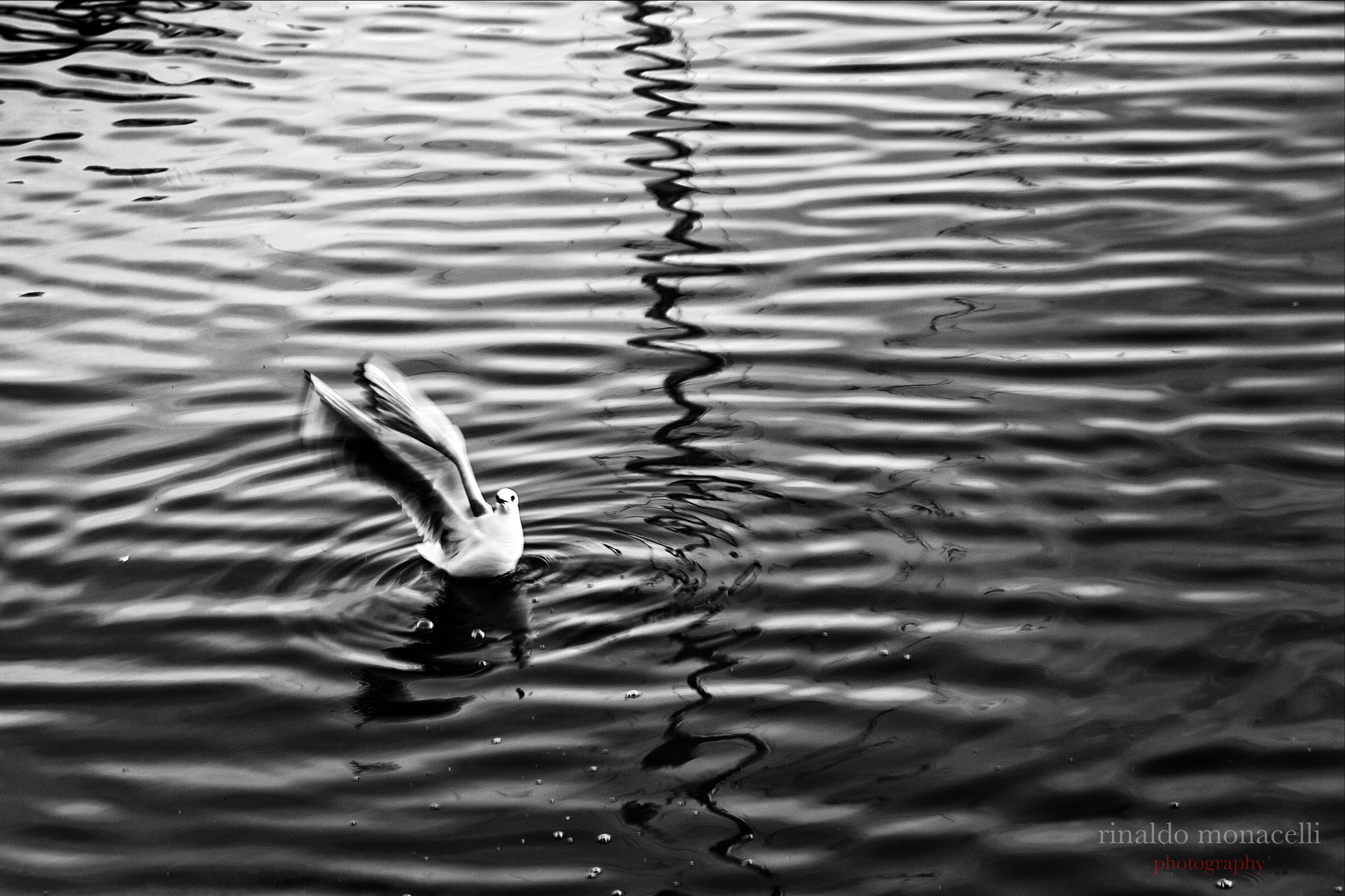 Canon EF 35-105mm f/4.5-5.6 sample photo. Gabbiano photography