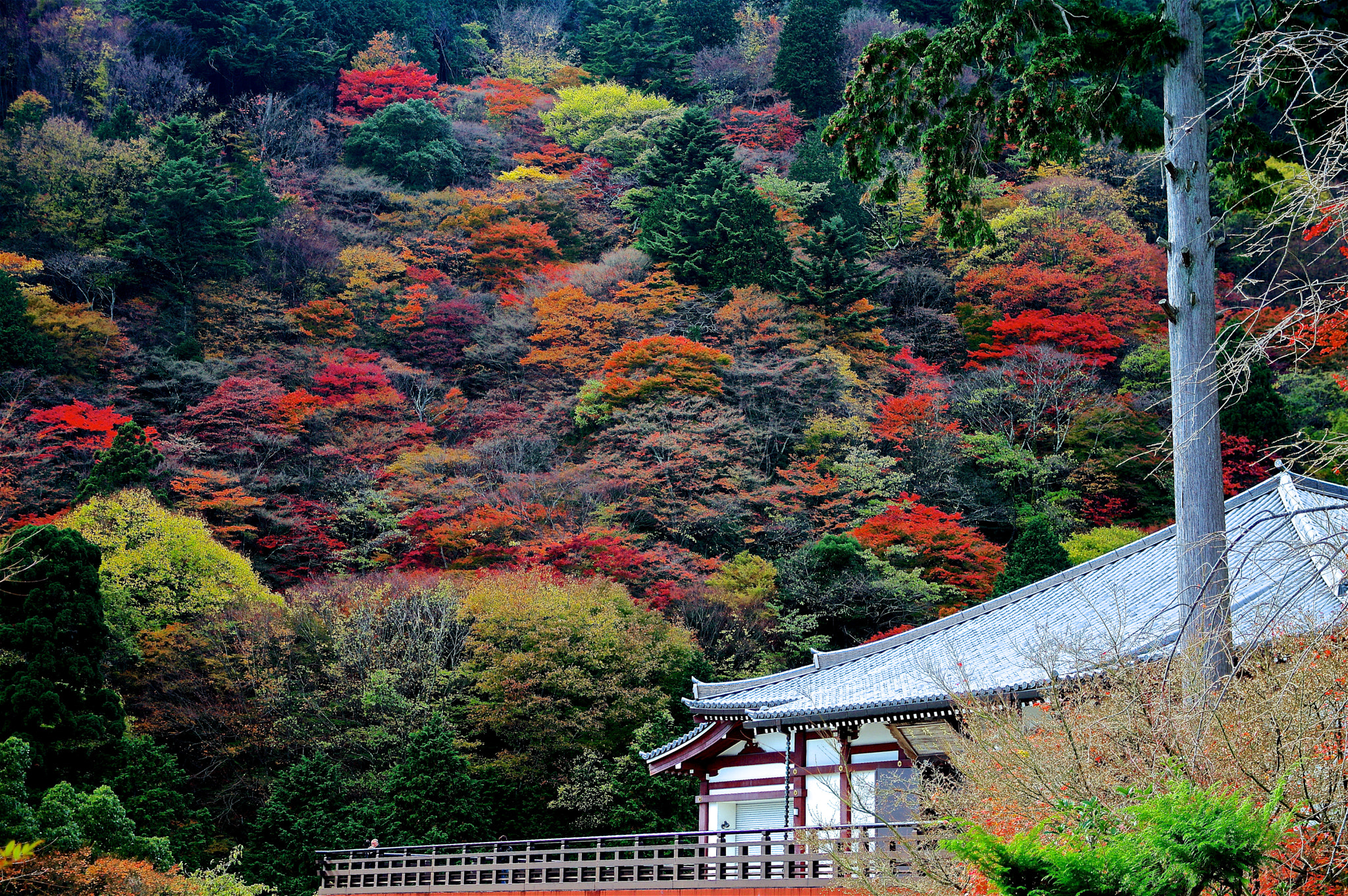 Sigma 17-70mm F2.8-4 DC Macro HSM Contemporary sample photo. Yoshimine photography